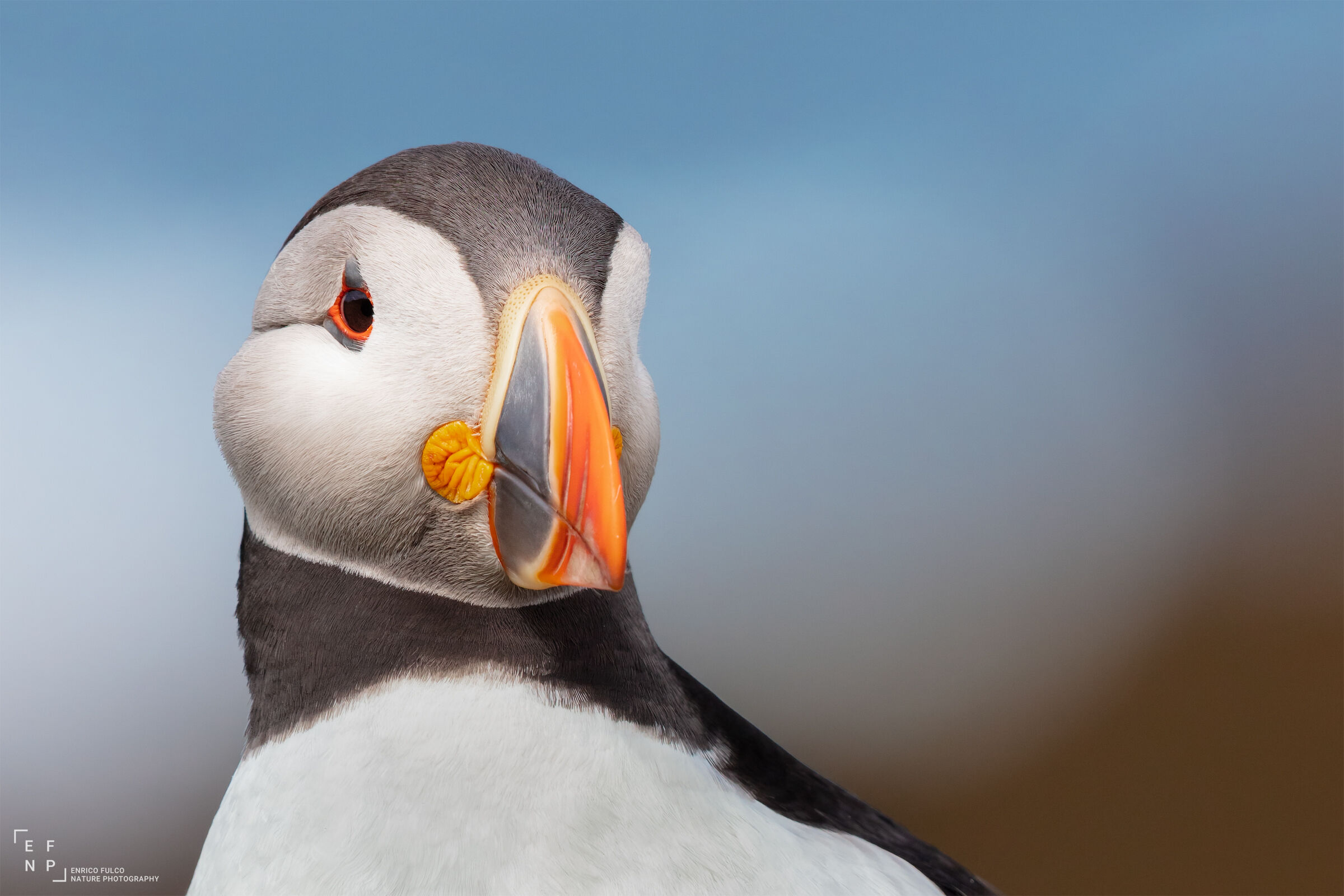 A puffin's portrait