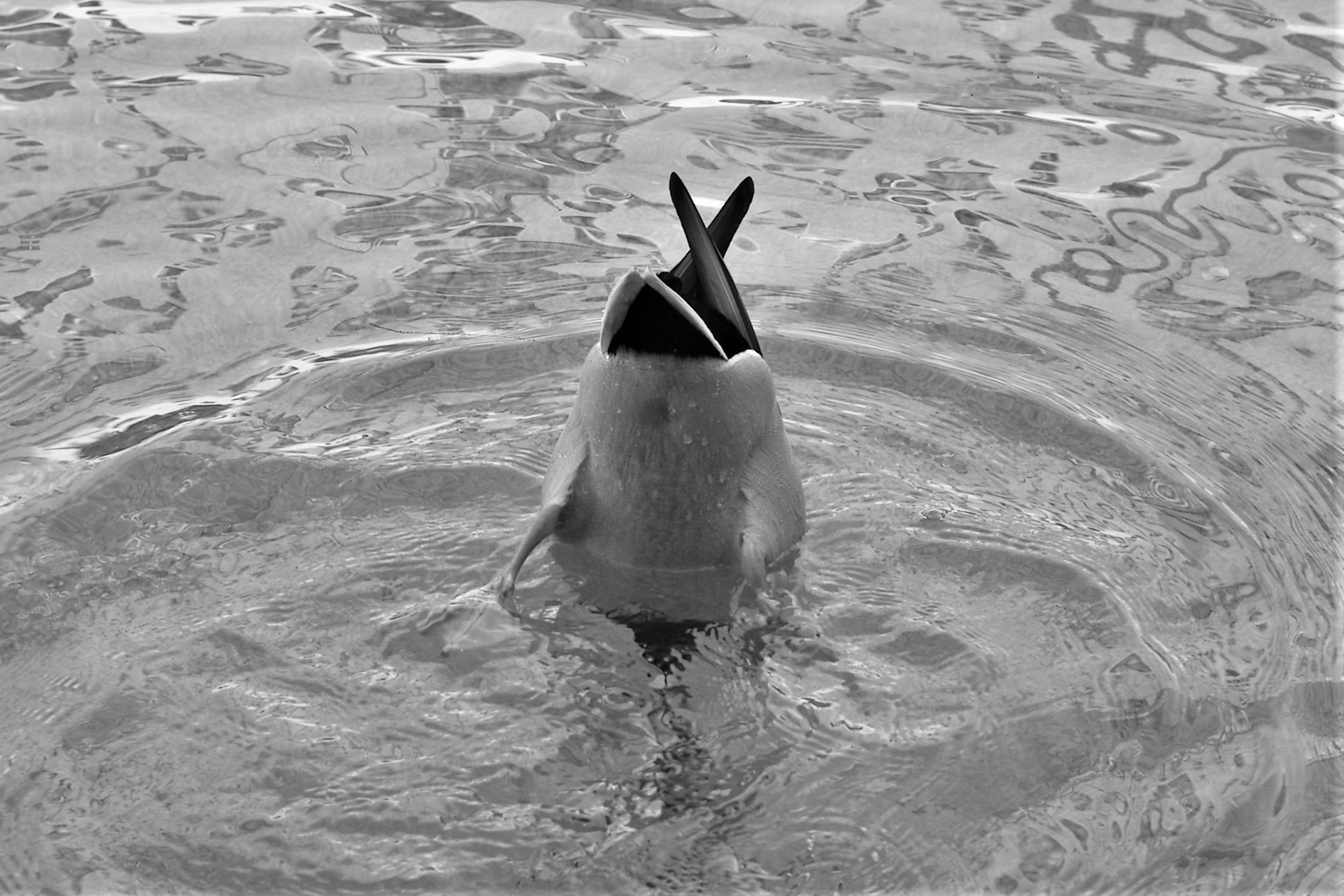 Duck posing... inconvenient!