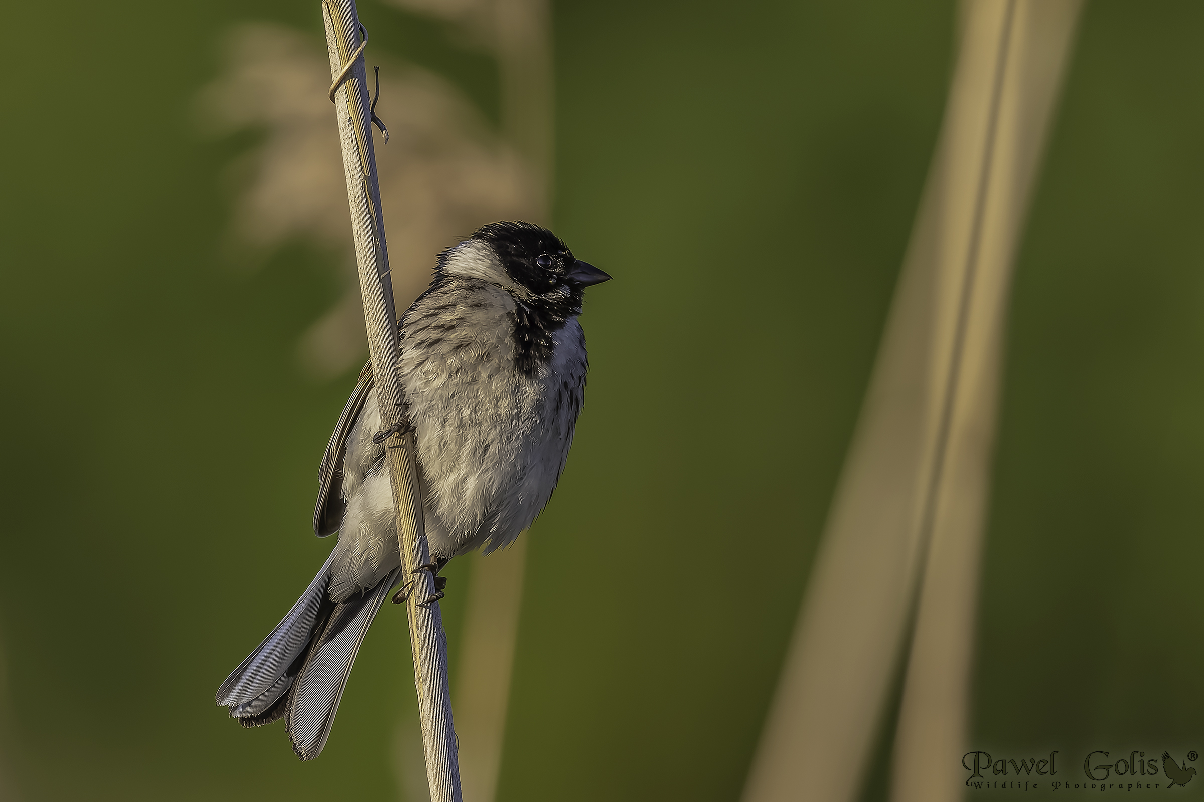 Cannuccia comune (Emberiza schoeniclus)