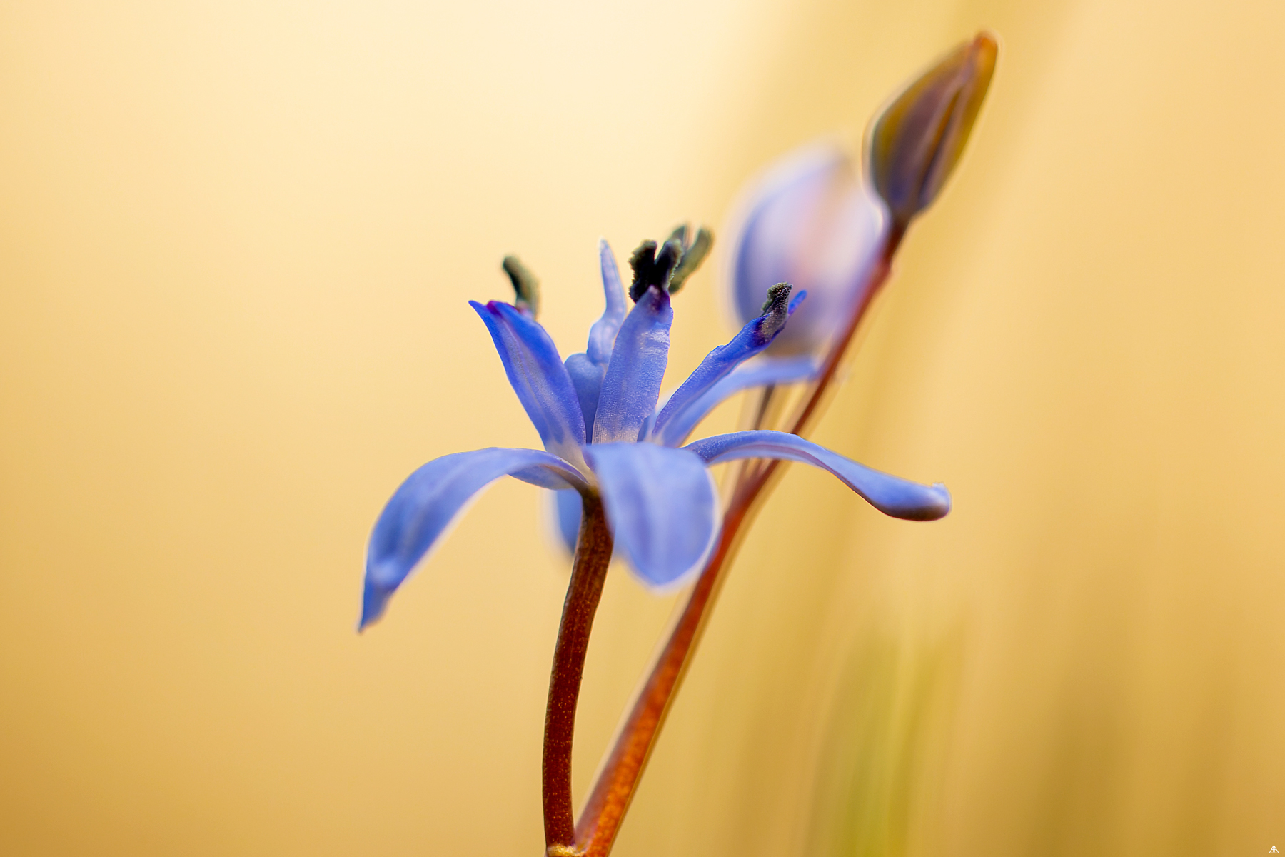 Scilla bifolia
