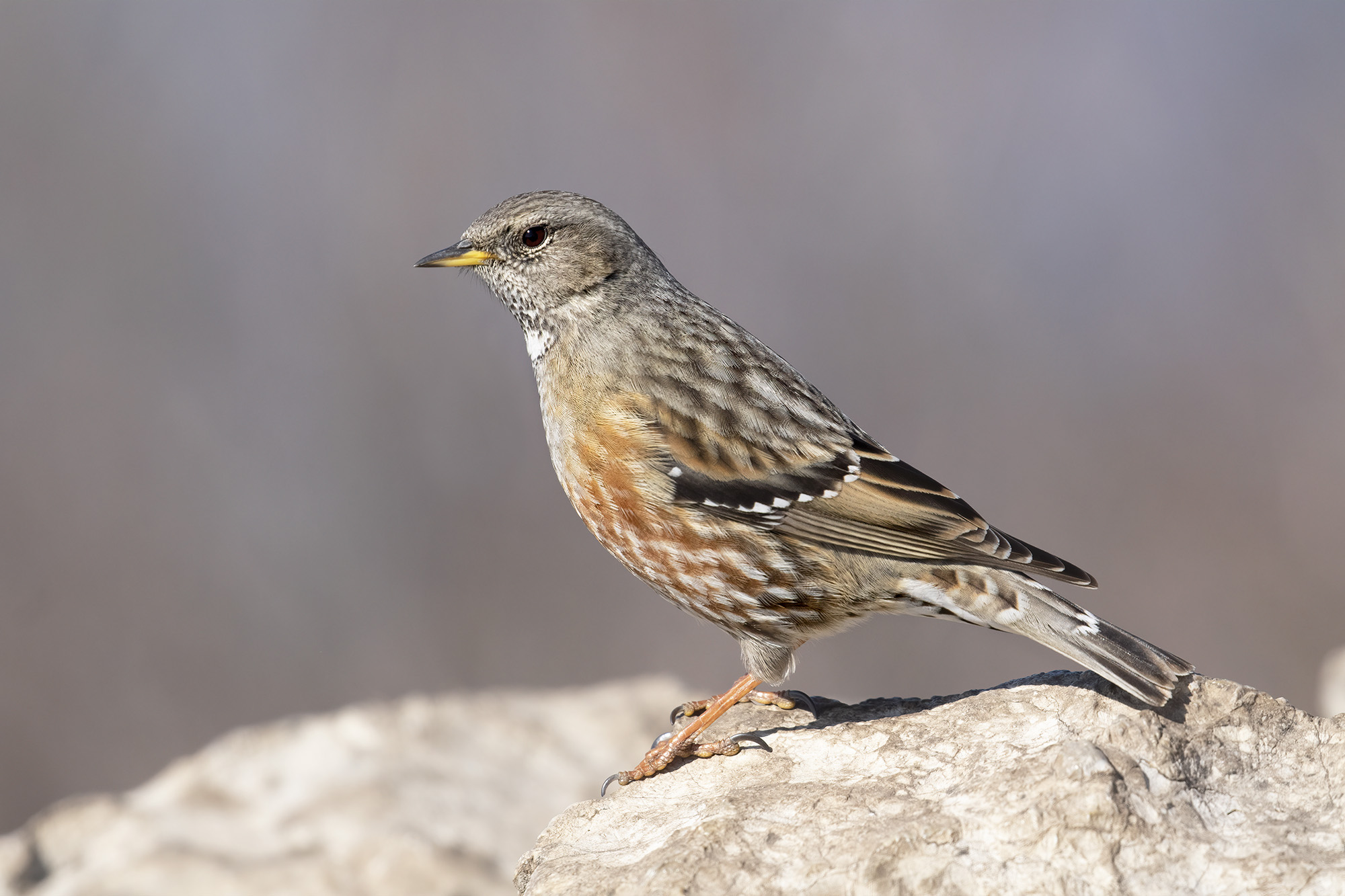 alla conquista della vetta, sordone