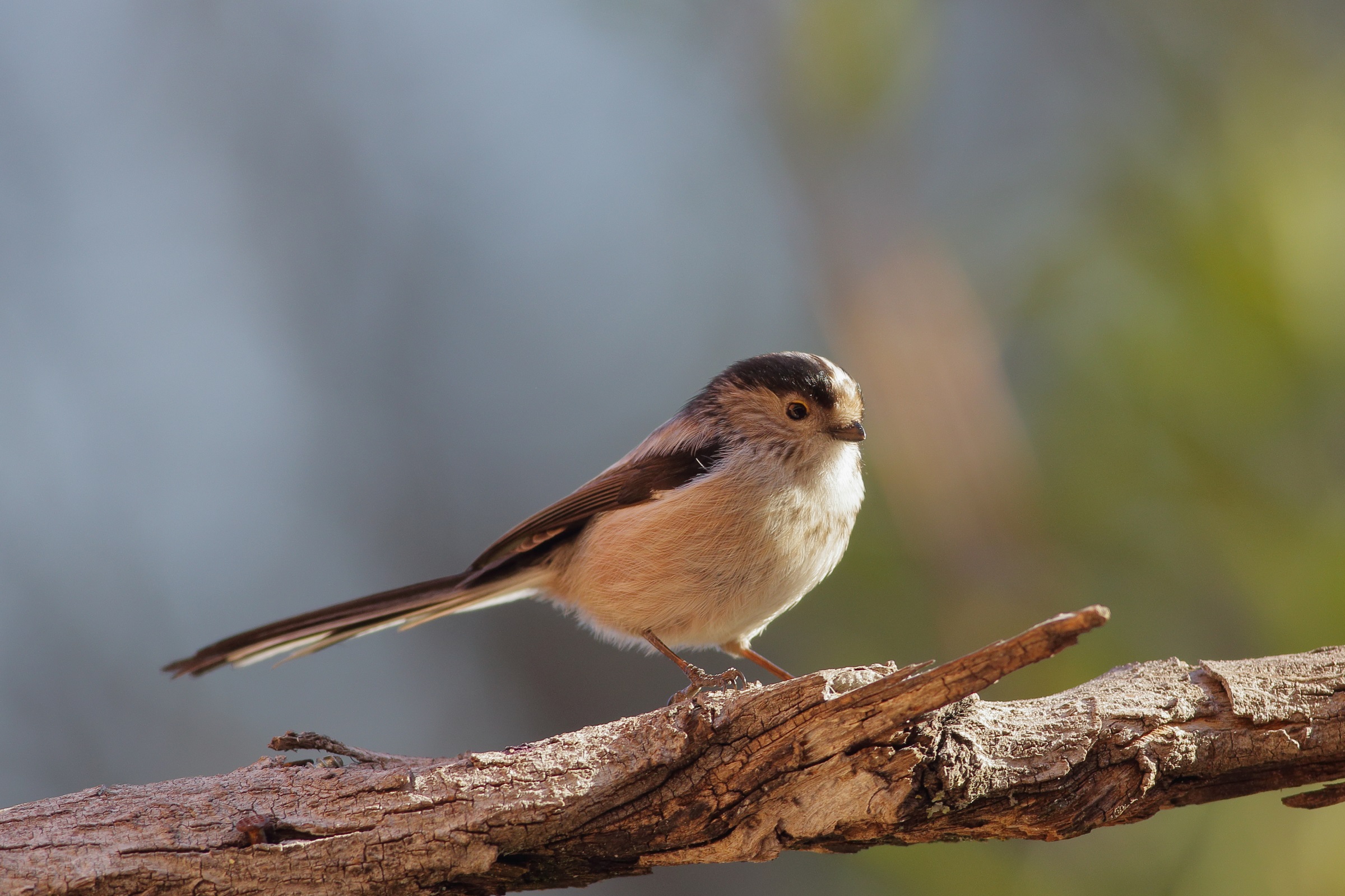 Aegithalos caudatus  o  codibugnolo