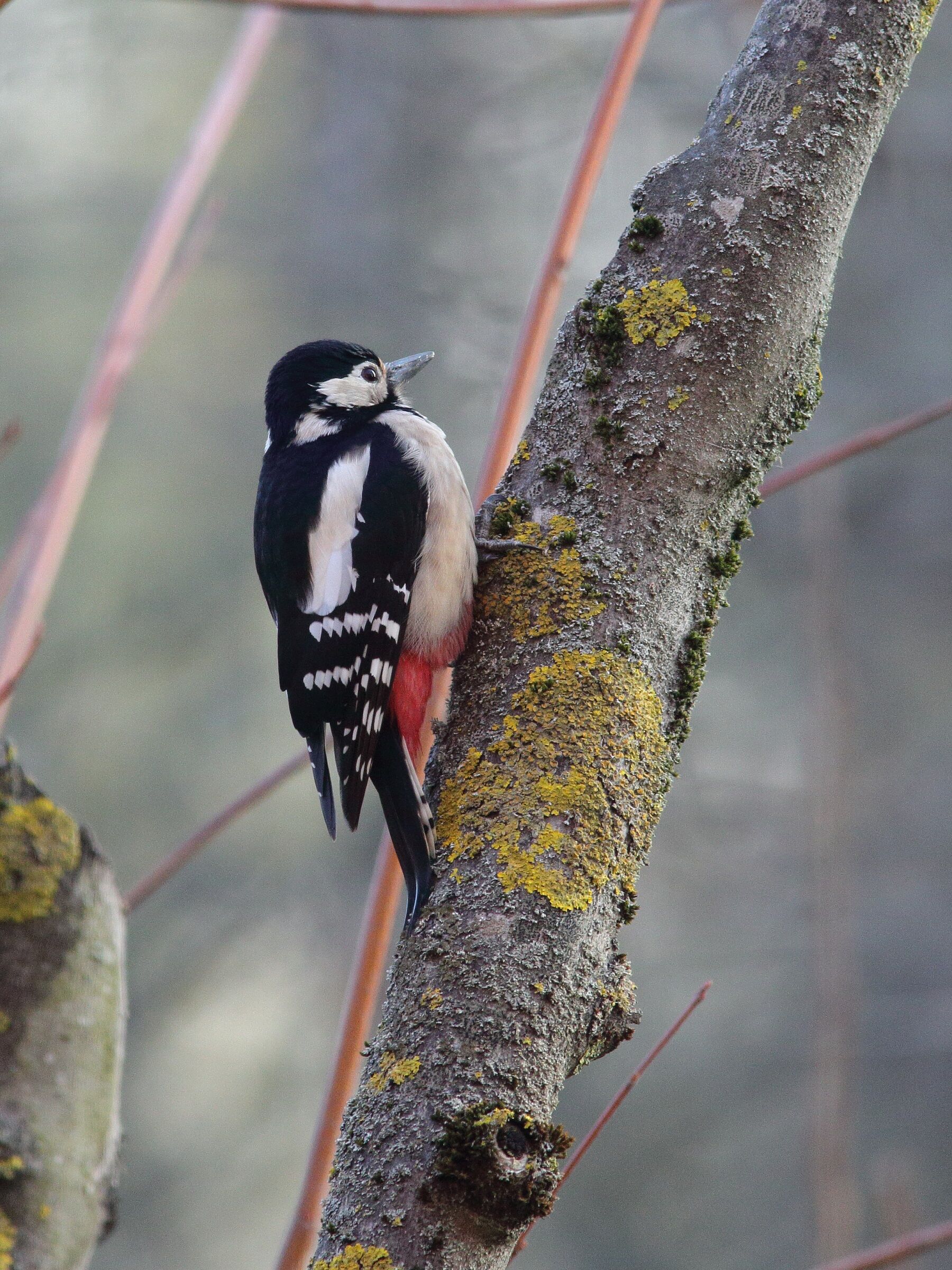 Dendrocopos major   picchio rosso maggiore