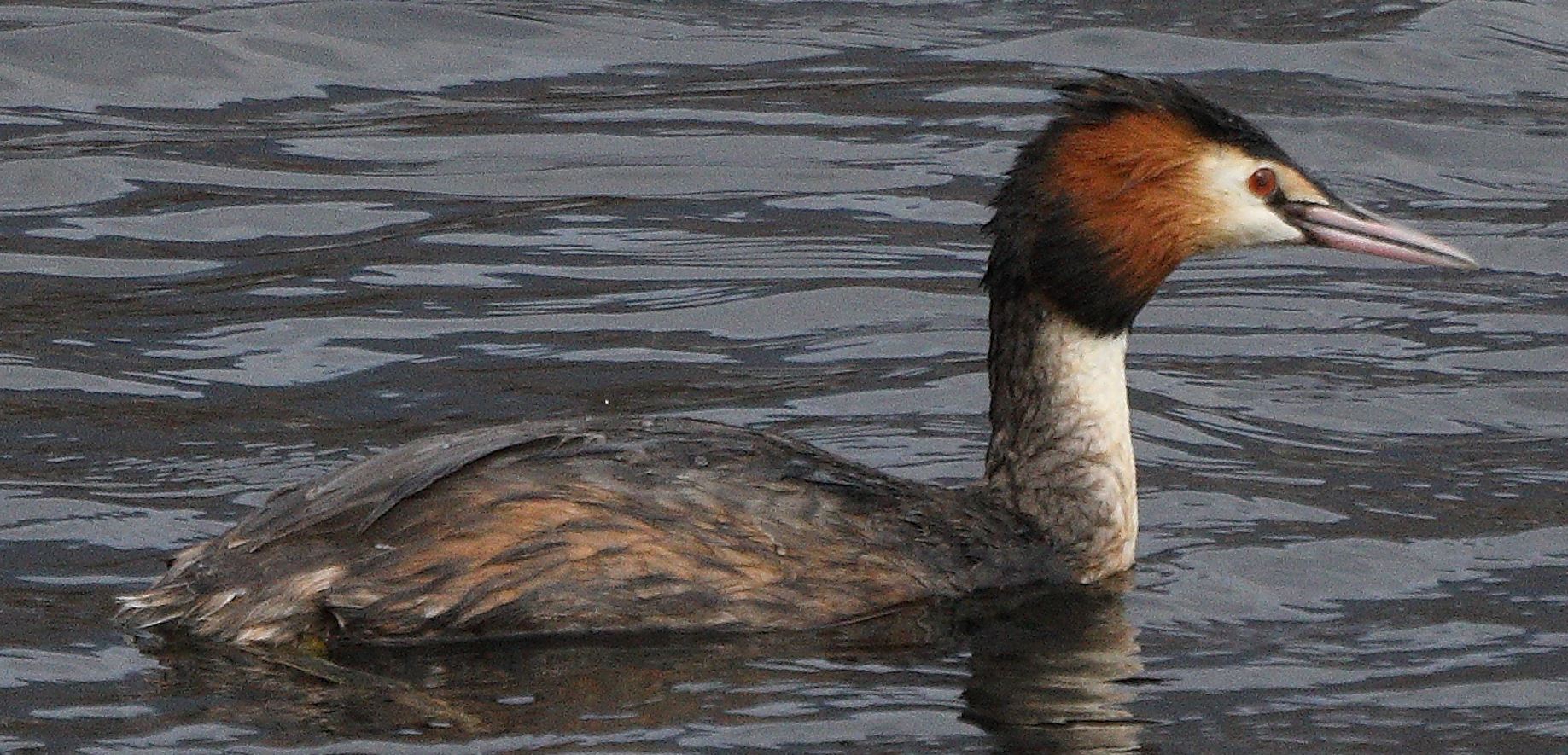 grebe 05-03-2022