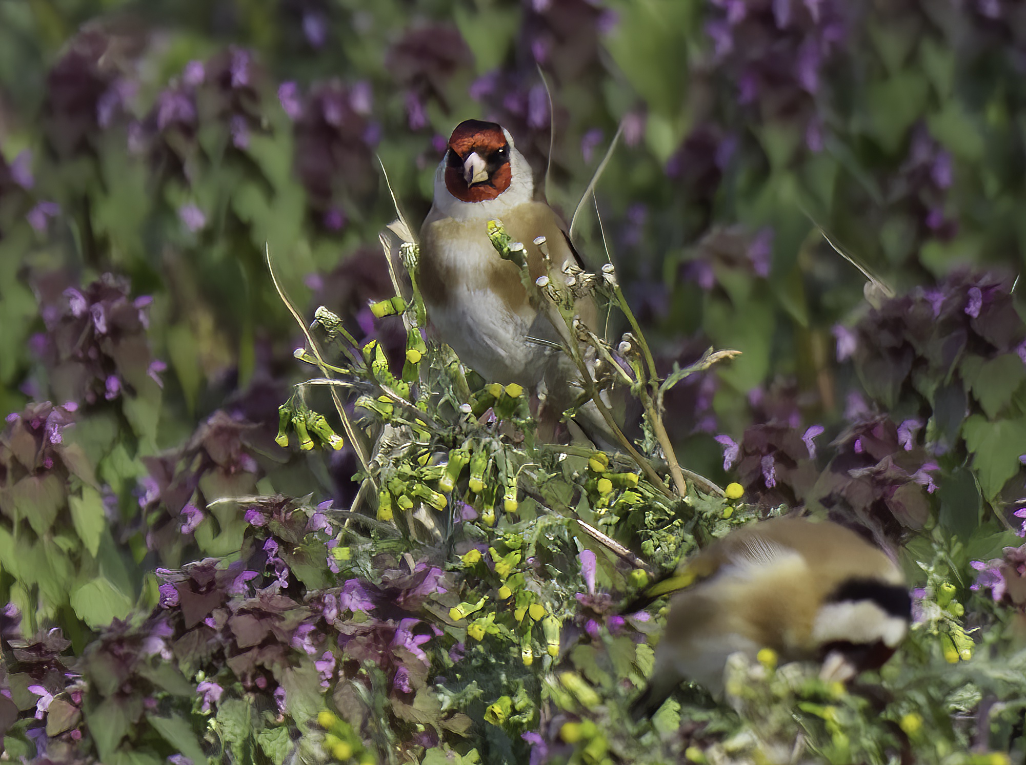 Among the flowers