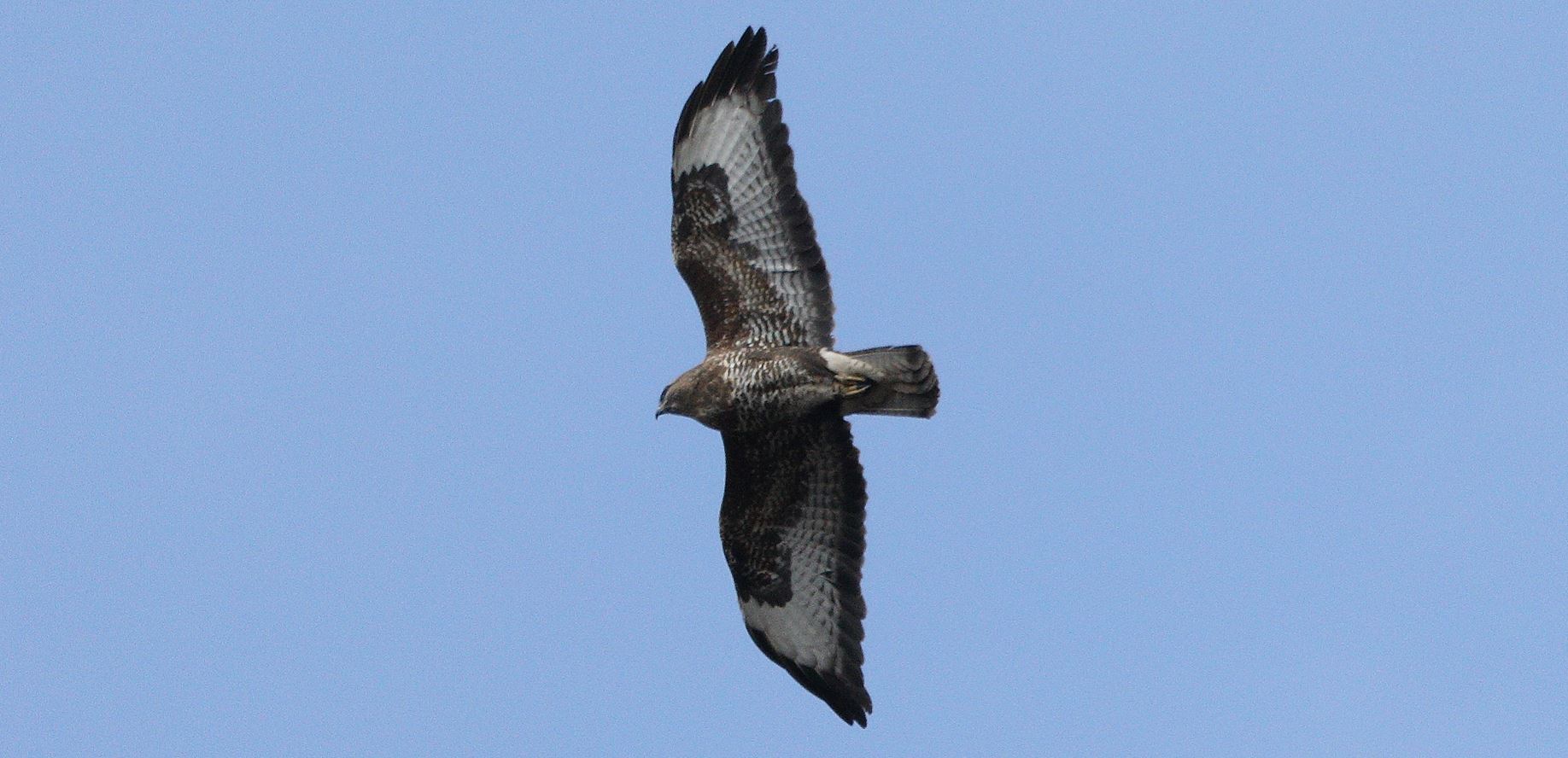 buzzard 06-03-2022