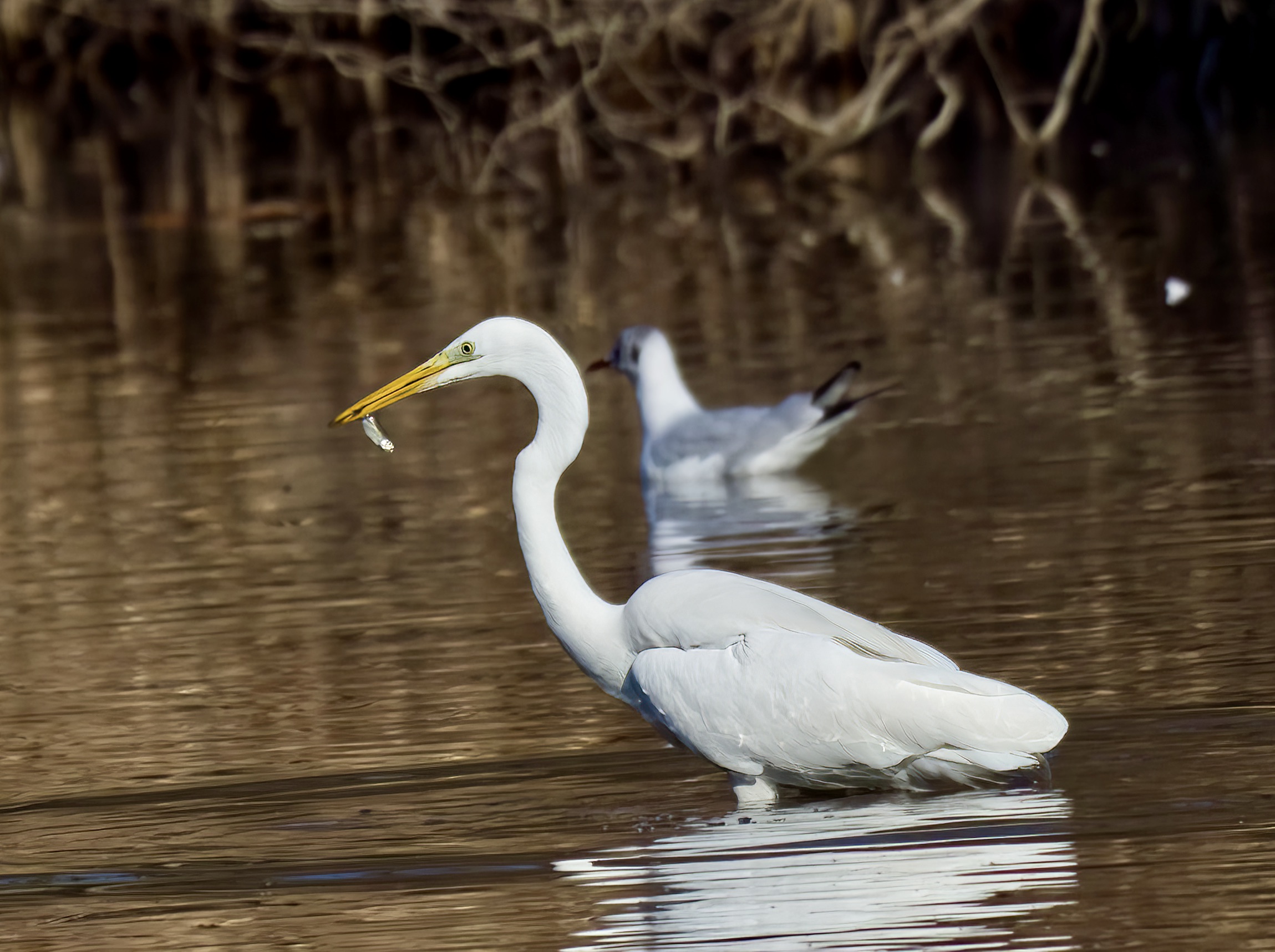 The white fisherman
