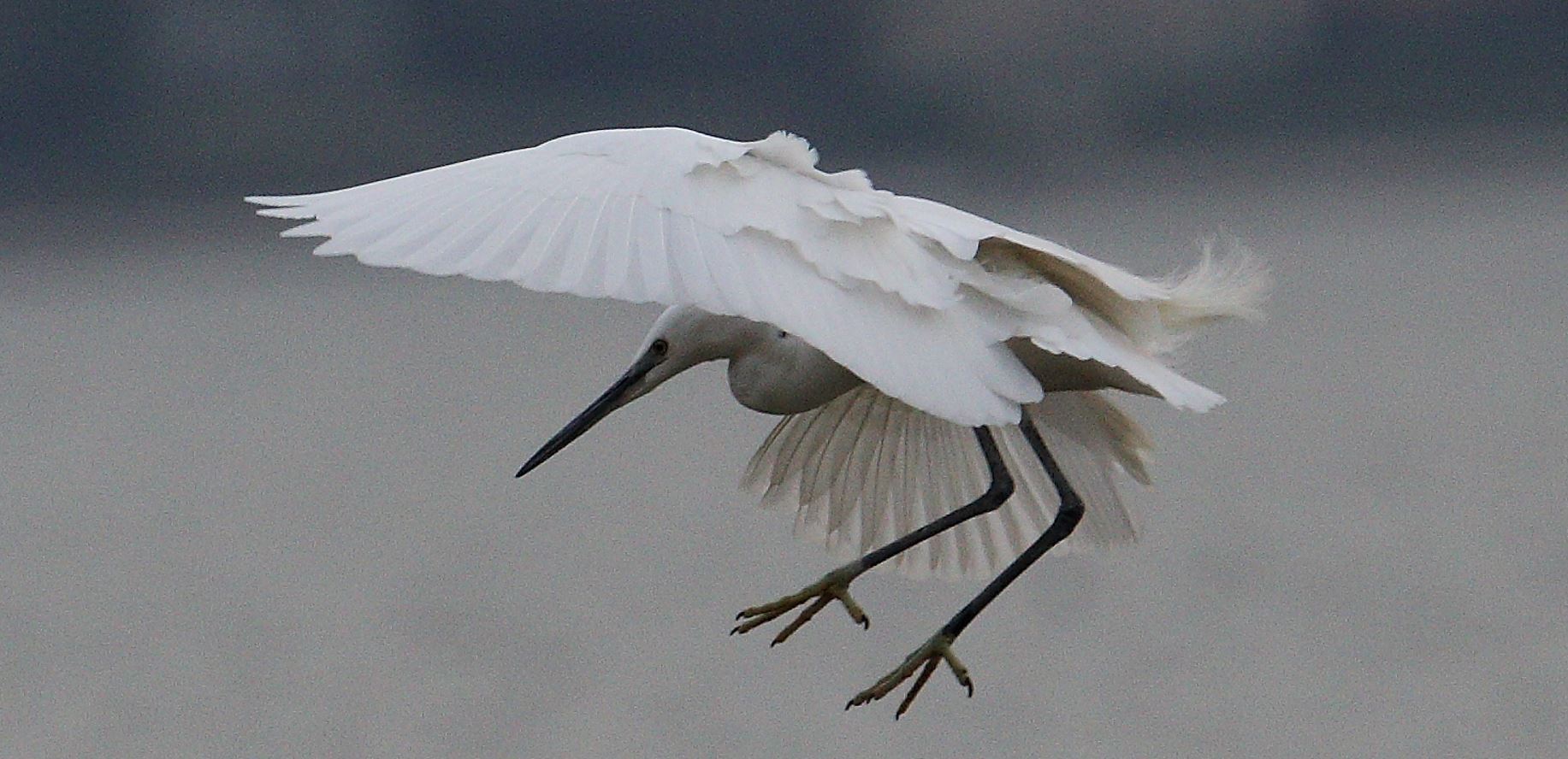 egret 02-03-2022