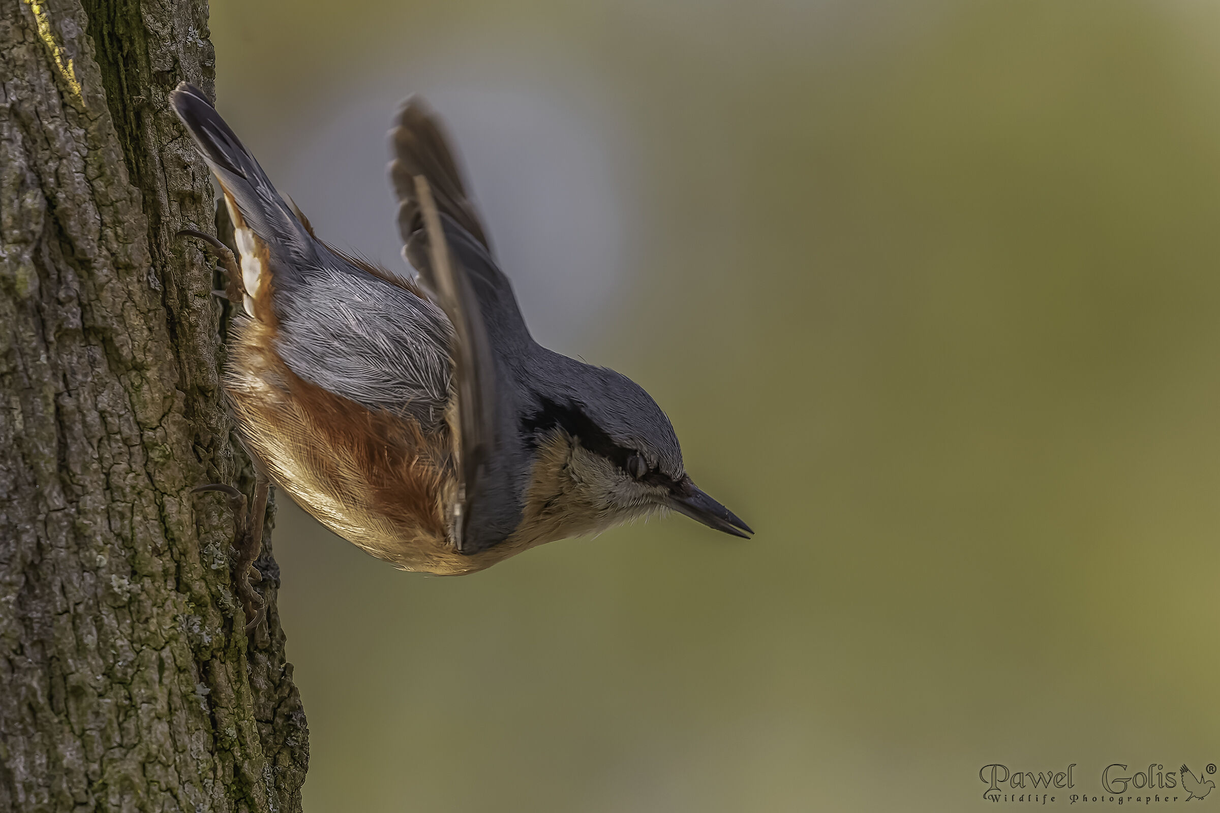 Nuthatch (Sitta europaea)