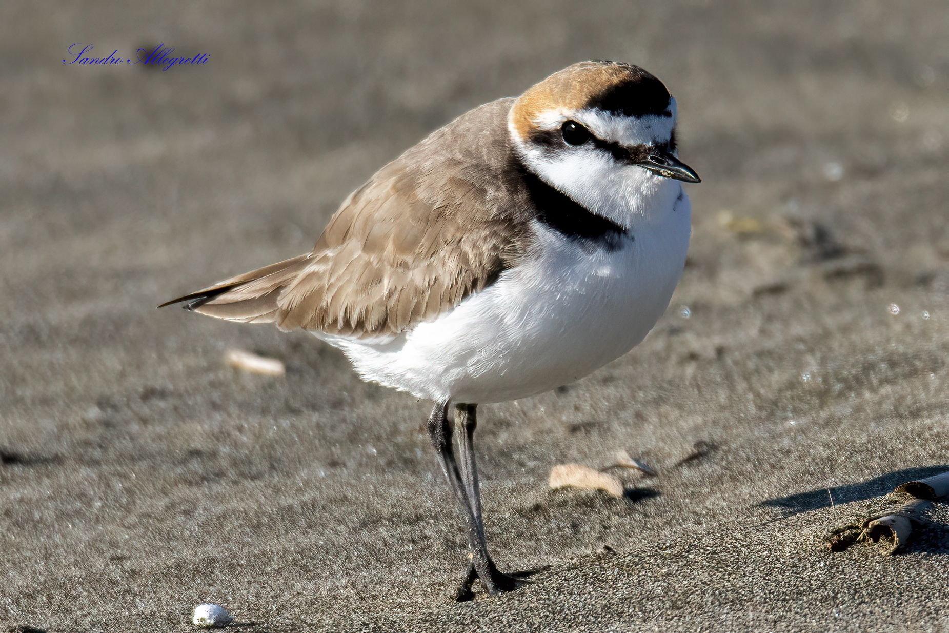 Il fratino eurasiatico  (Charadrius alexandrinus)