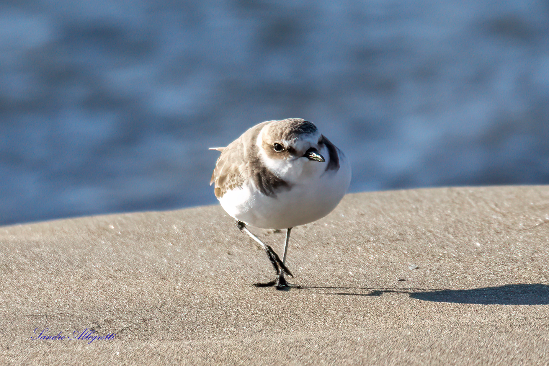 Il fratino eurasiatico  (Charadrius alexandrinus)