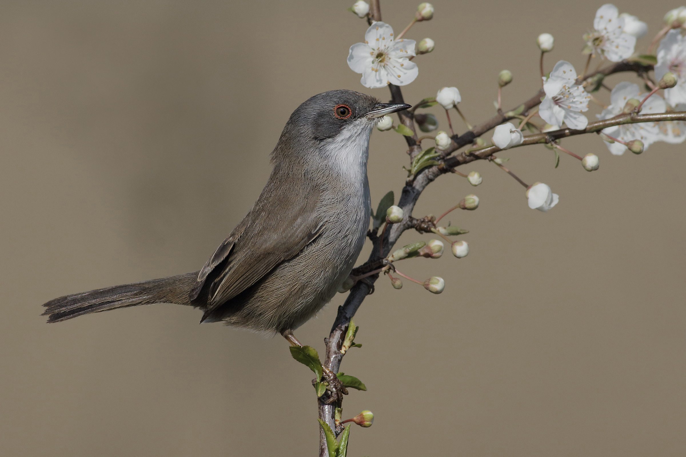 Occhiocotto femmina  (sylvia melanocephala)