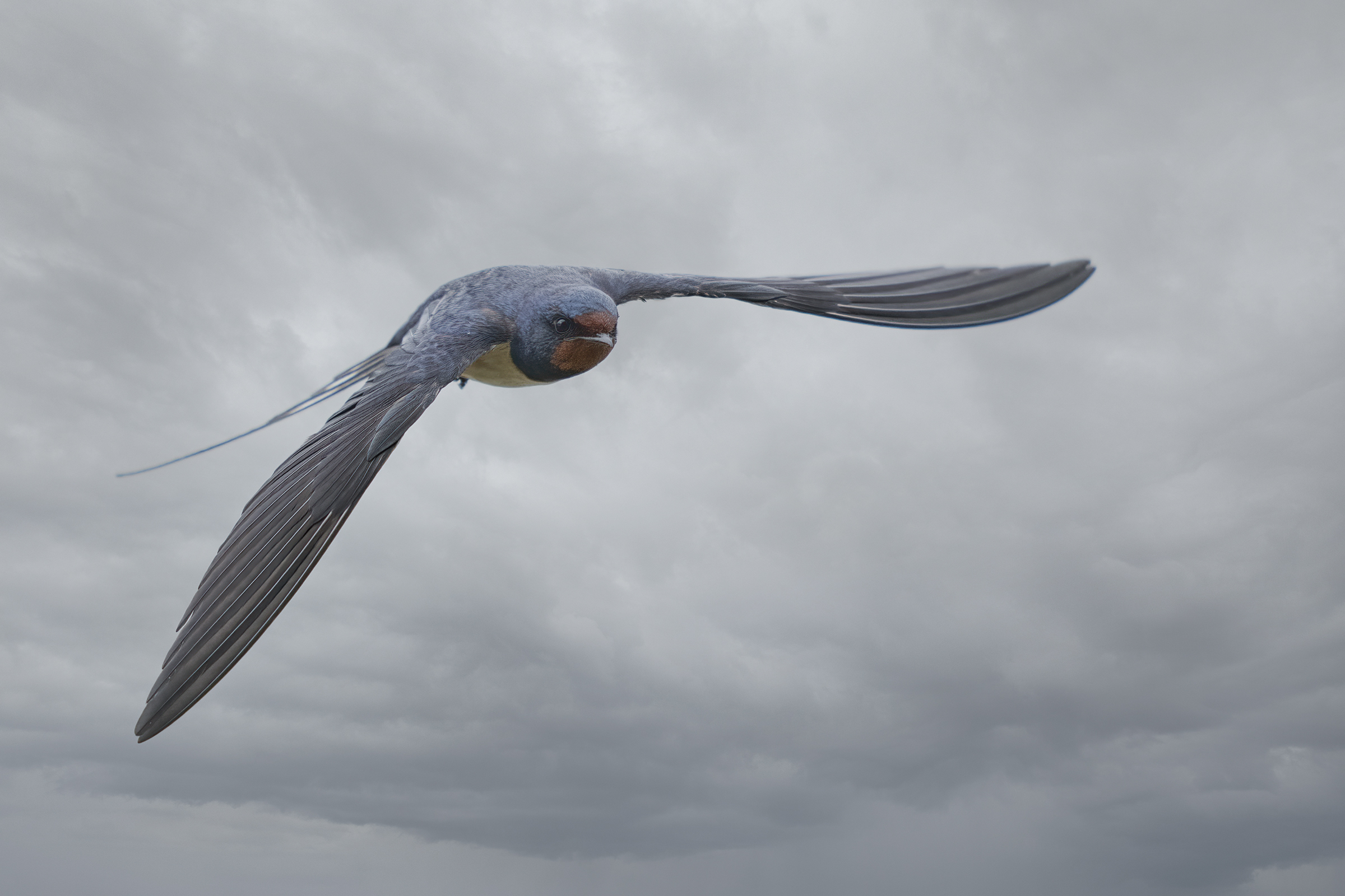 rondine