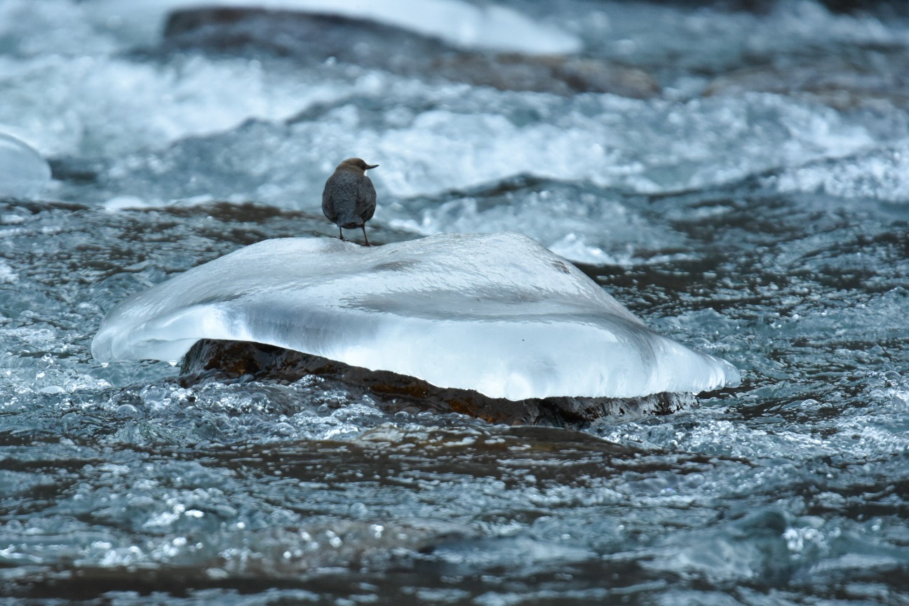 White-throated dipper