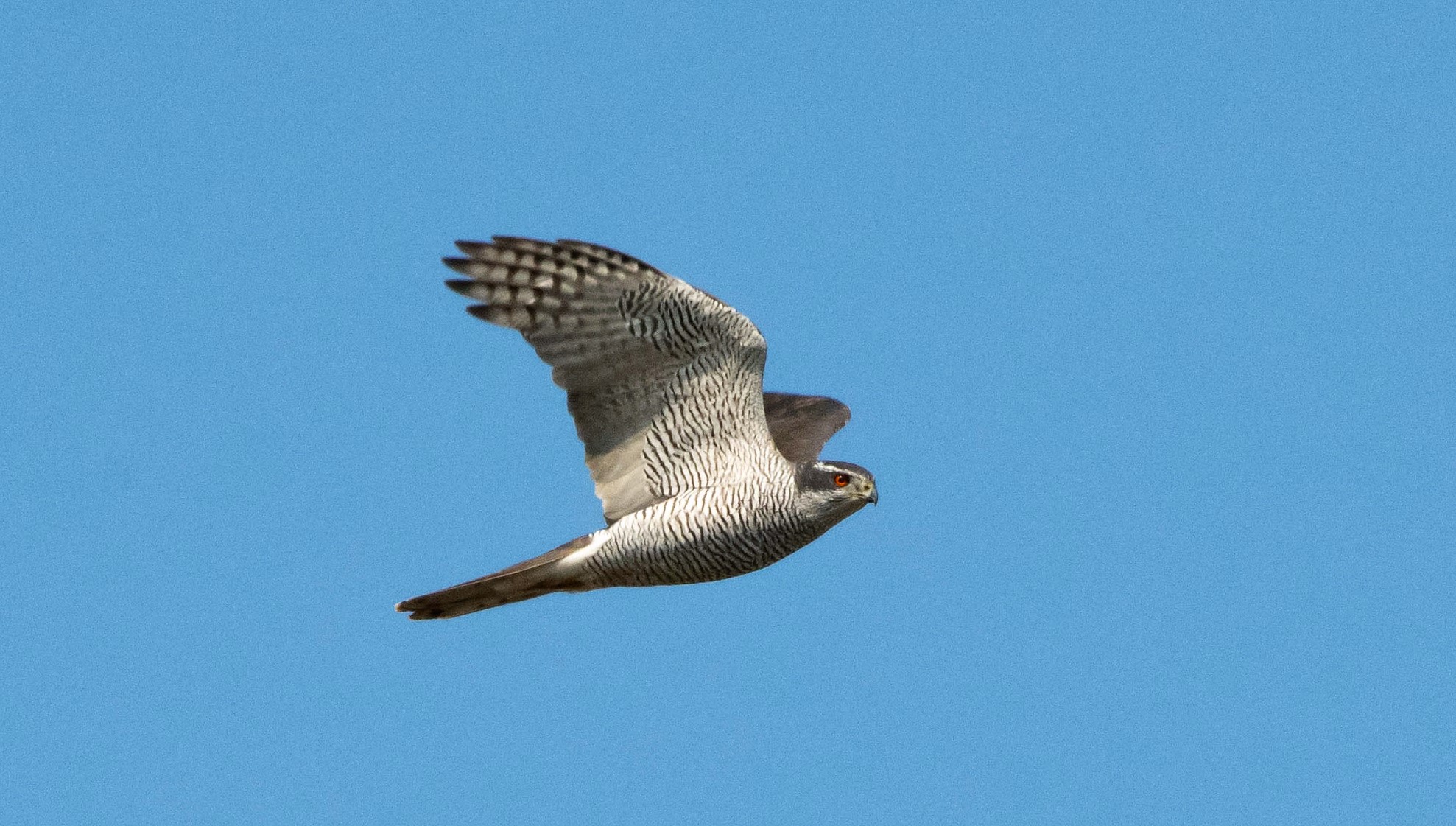 Goshawk