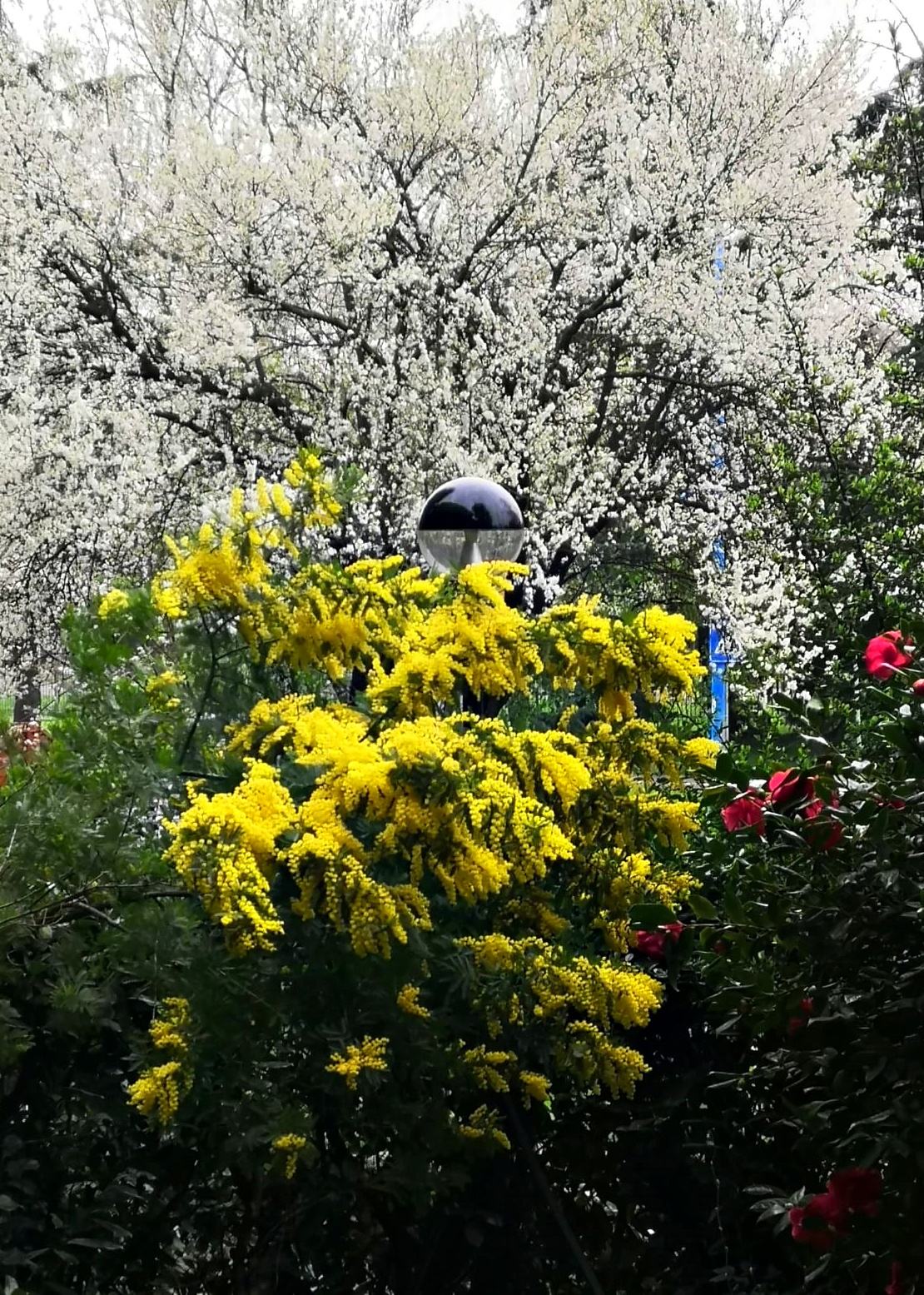 Mimosa