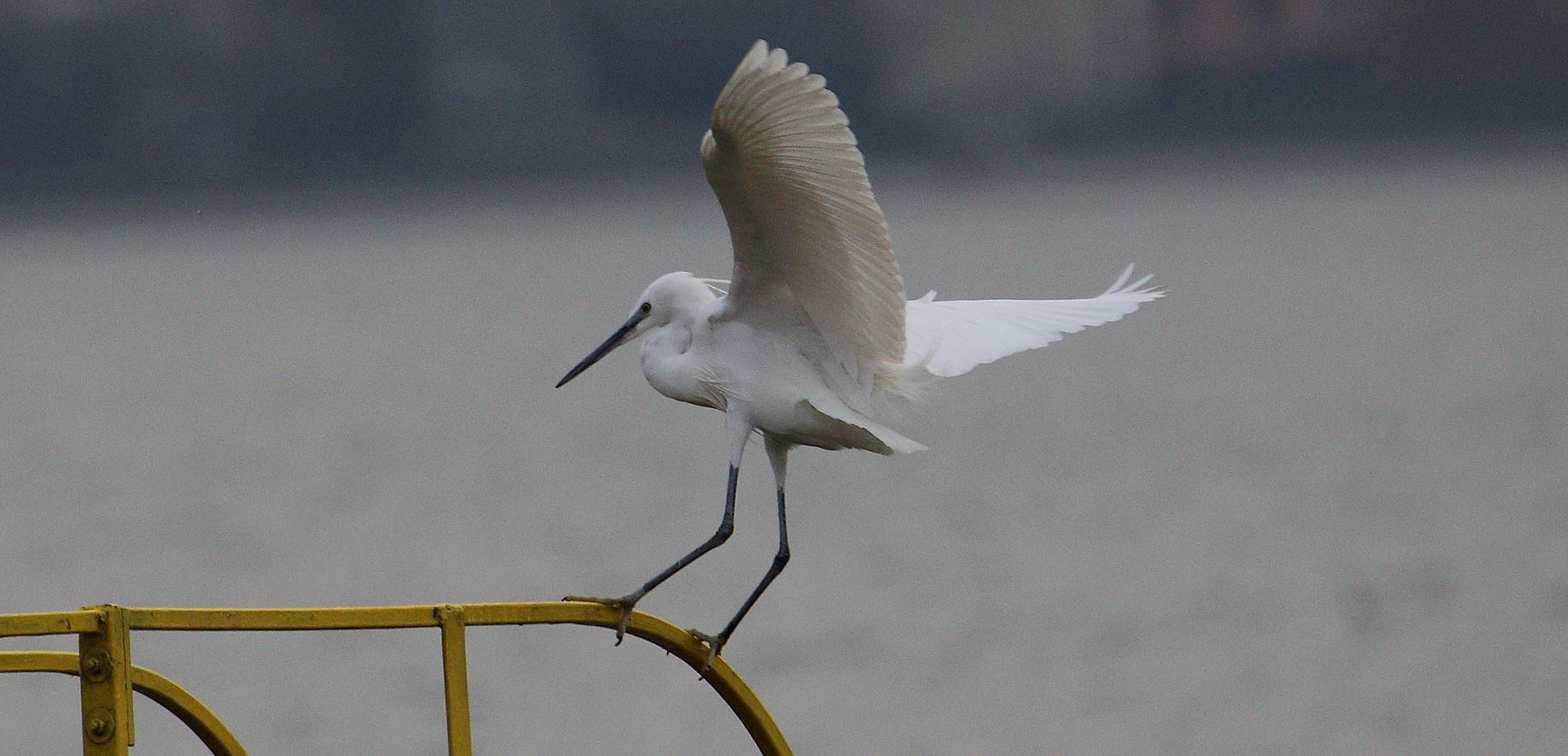 egret 02-03-2022