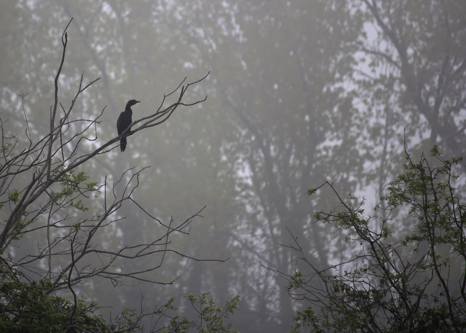 Mist-shrouded Pygmy Cormorant