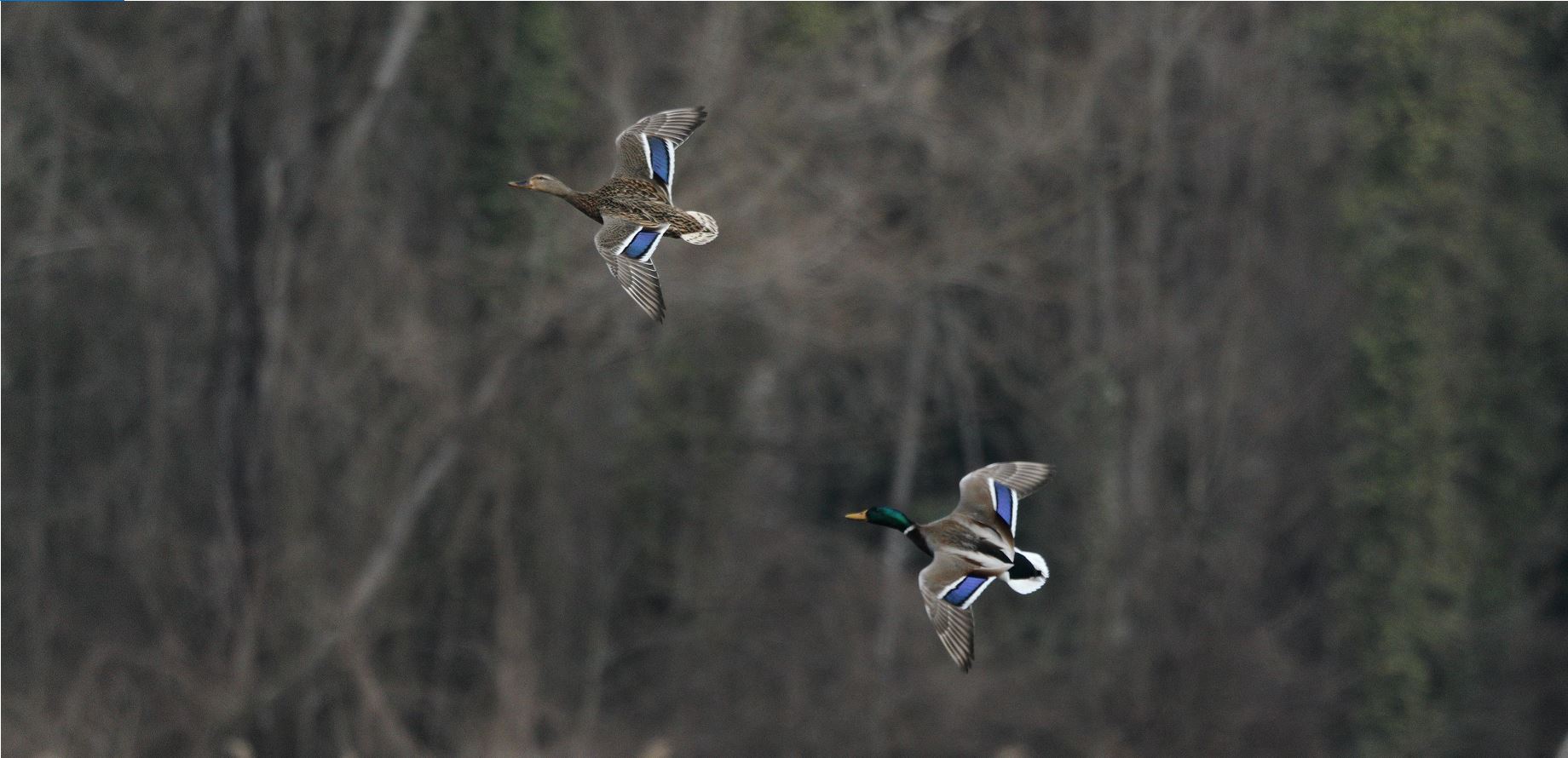 germani in flight 05-03-2022