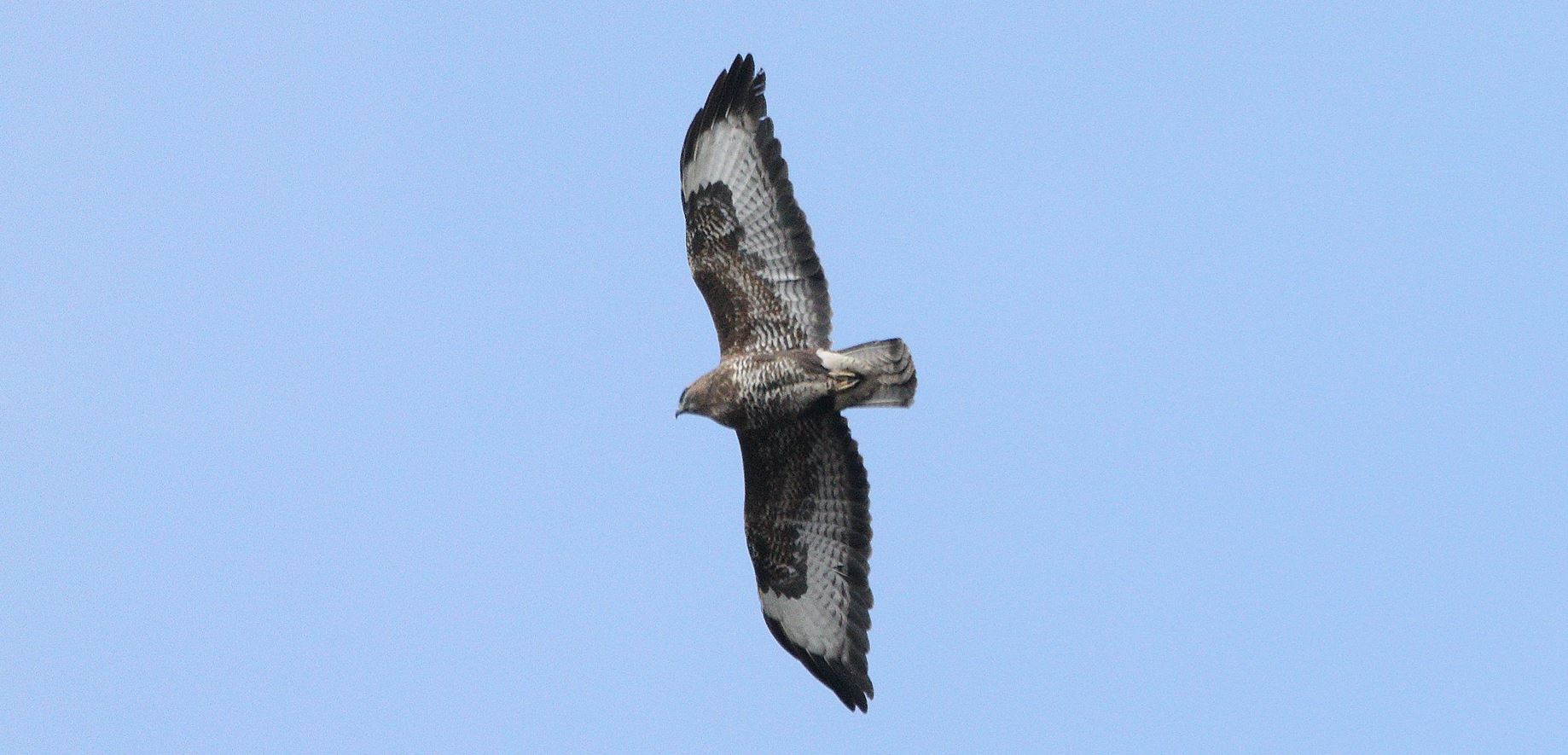 Buzzard 06-03-2022