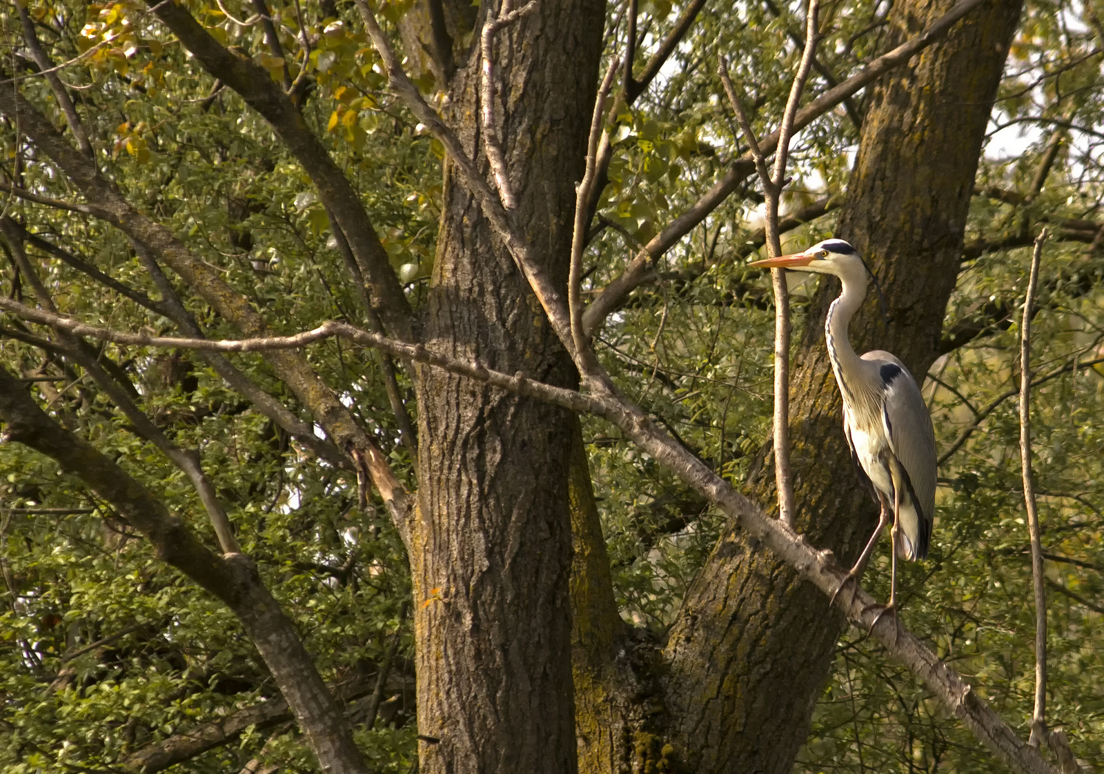 Resting Grey Heron