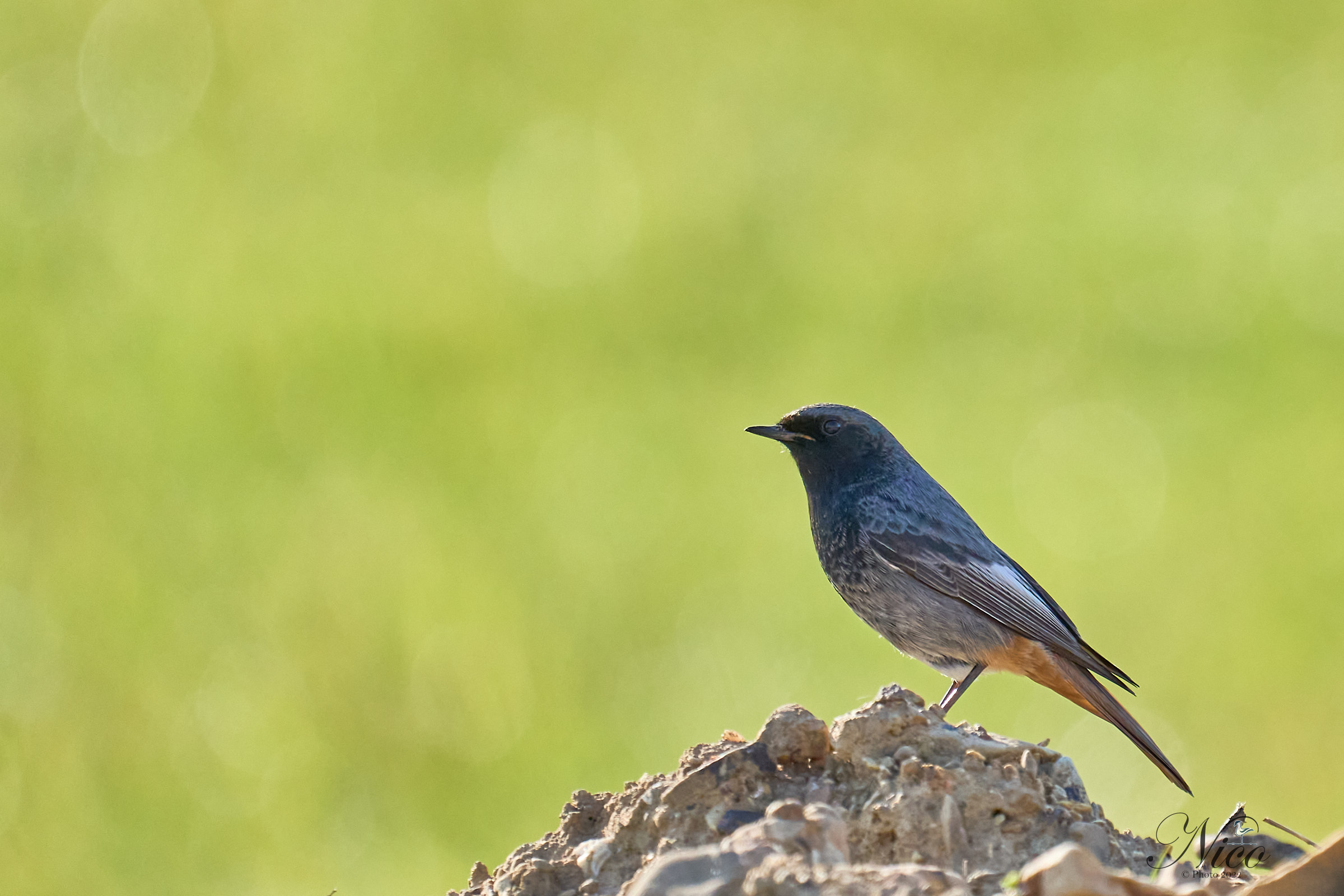 Codirosso spazzacamino in contro luce