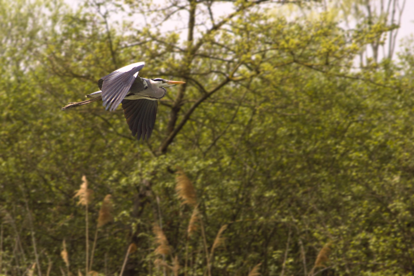 Grey Heron flying