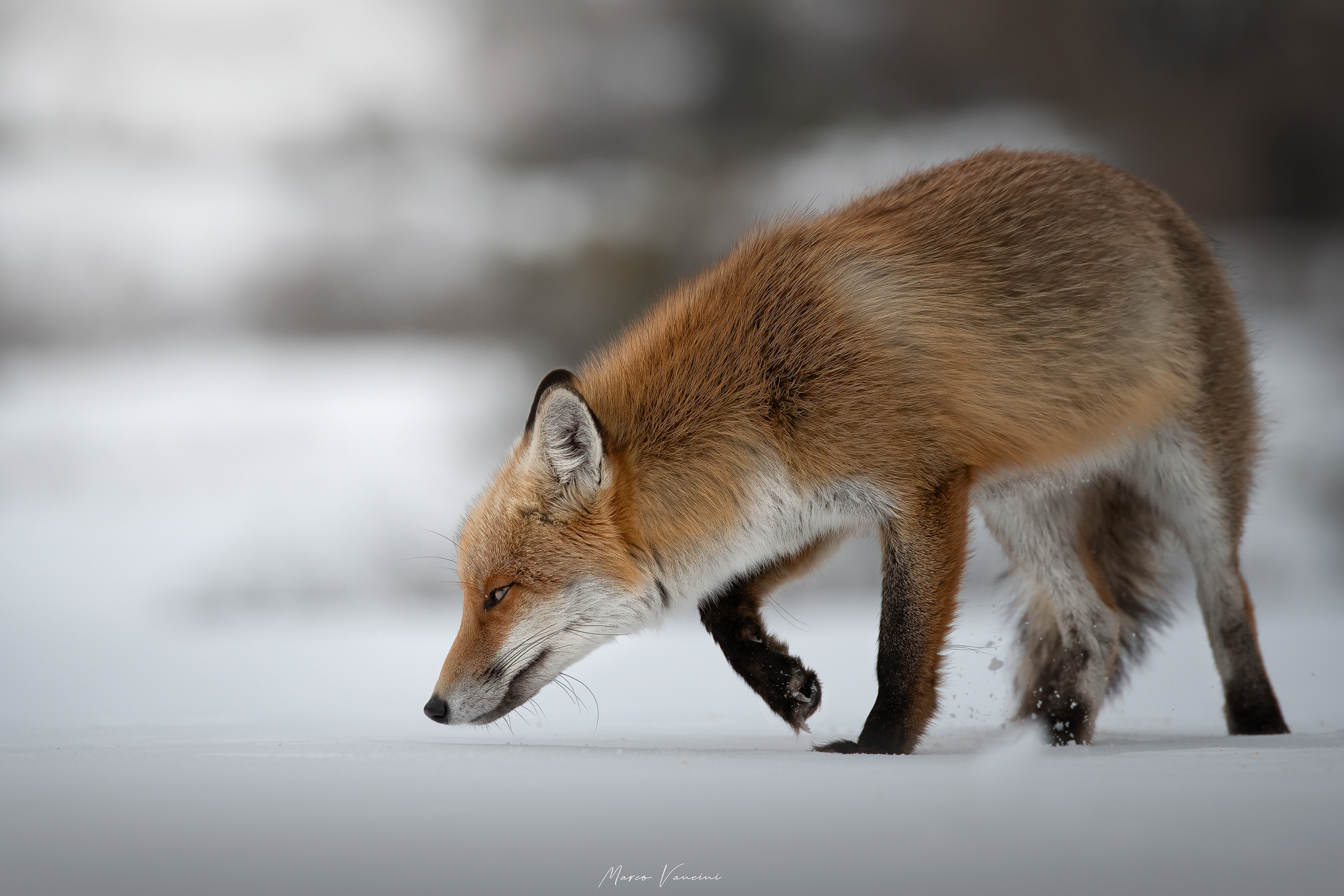Beautiful fox