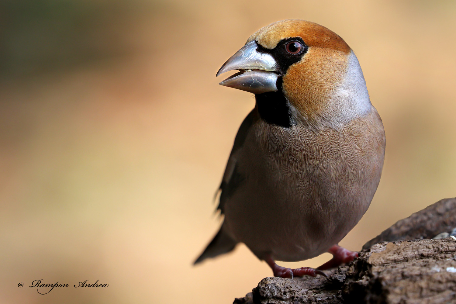 Hawfinch