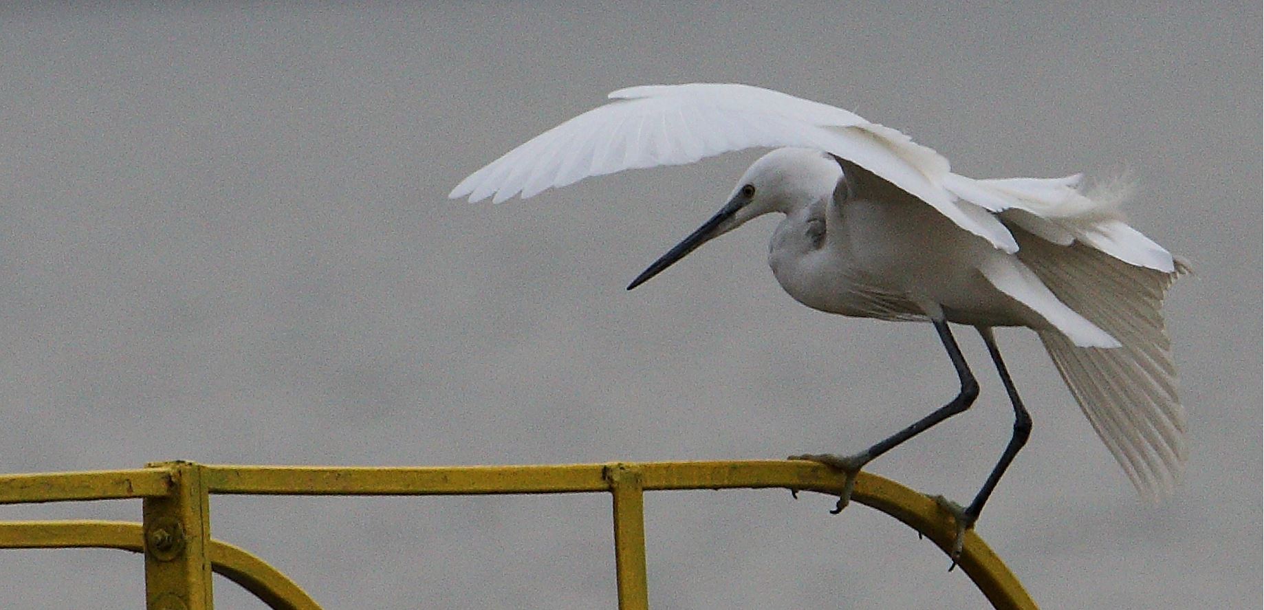 egret 02-03-2022