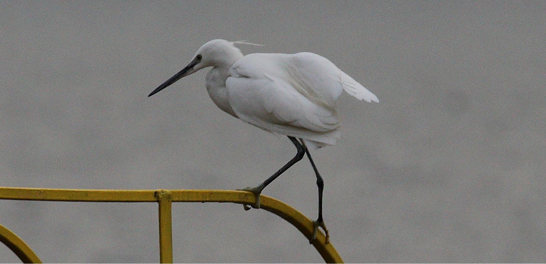 egret 02-03-2022