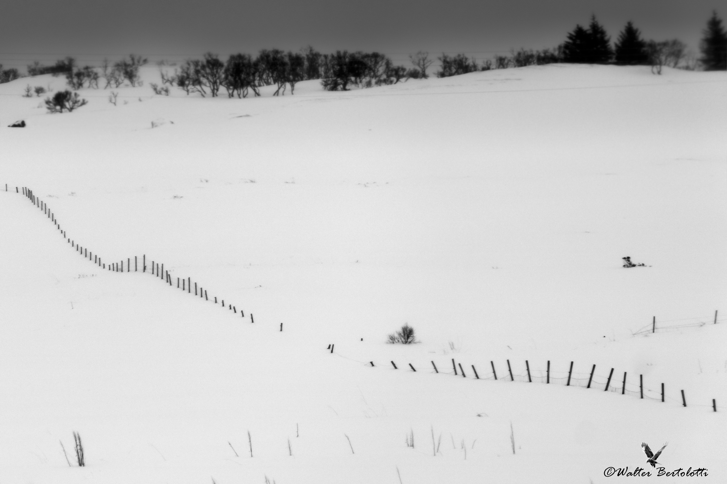the fence line... west... east