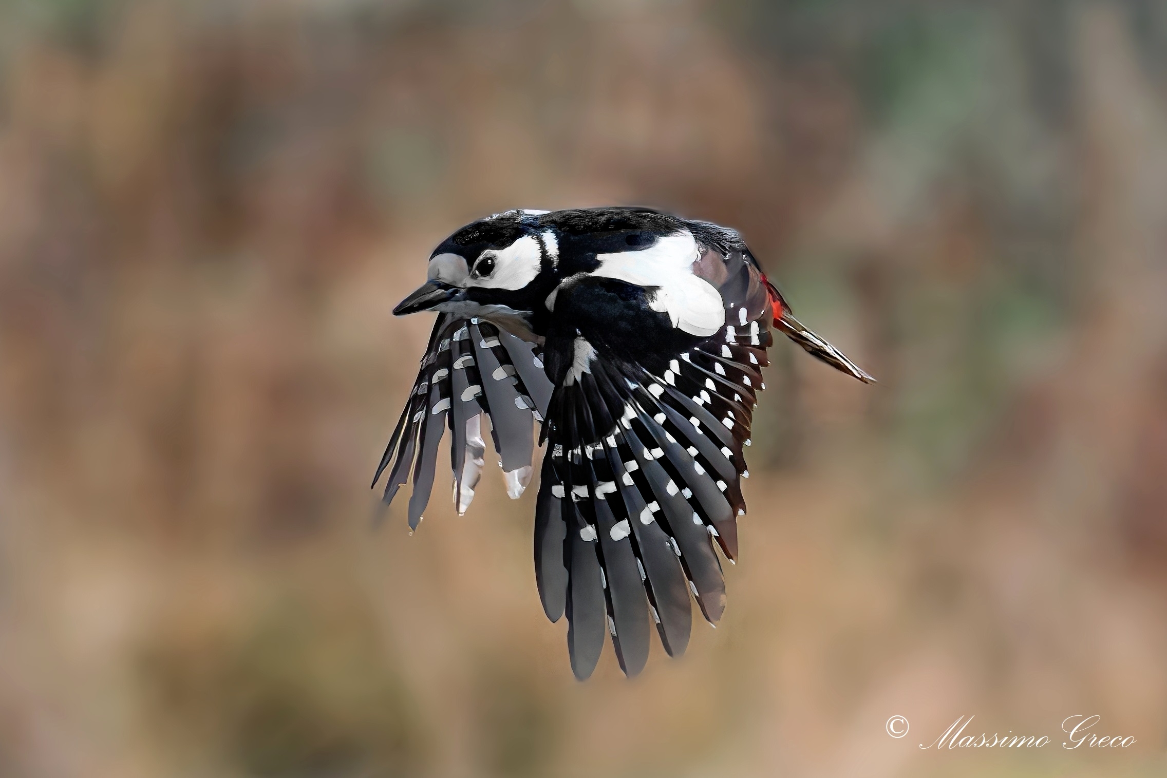 Picchio rosso maggiore (Dendrocopos major)