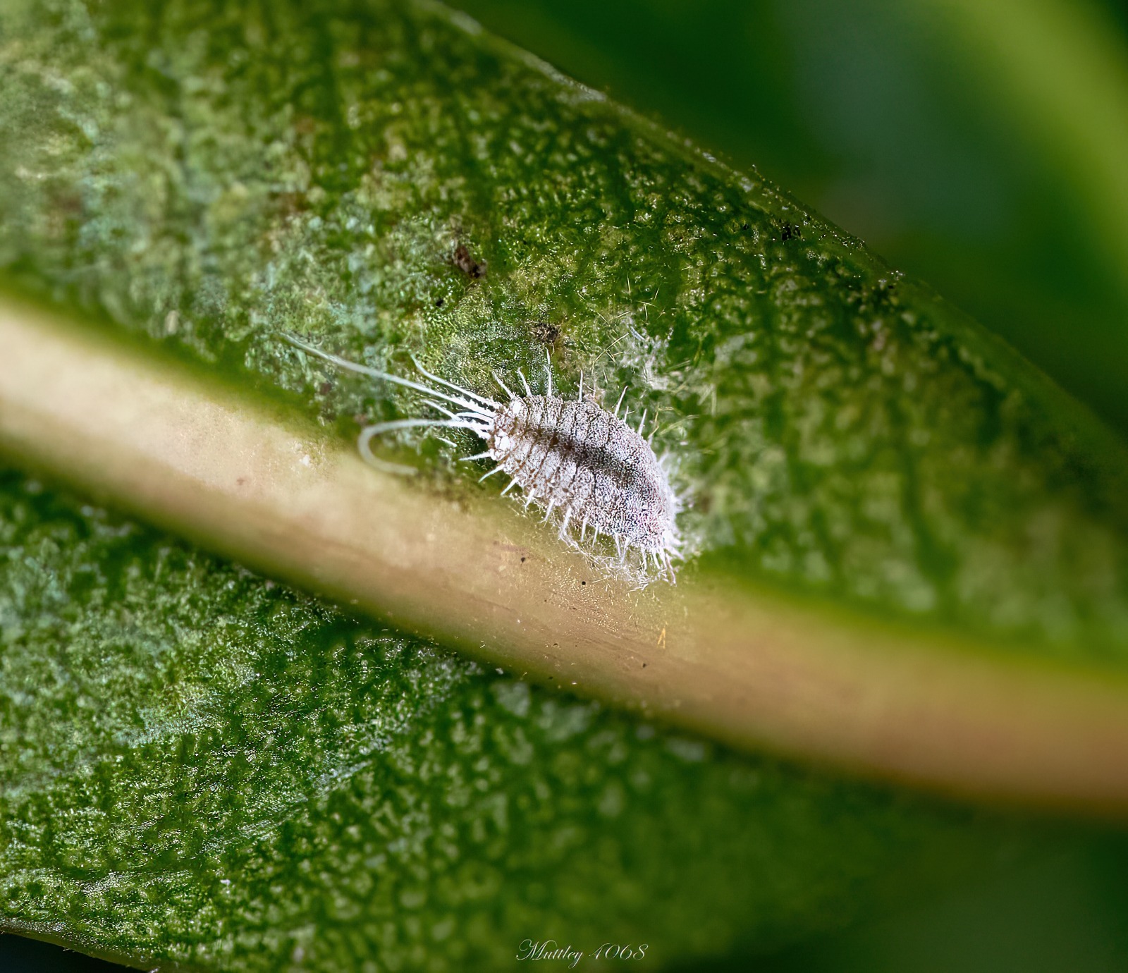 Pseudococcus Viburni order Cochineal