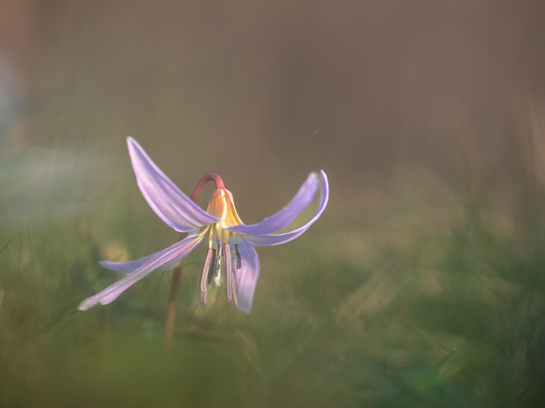 Dente di Cane (Erythronium dens-canis)