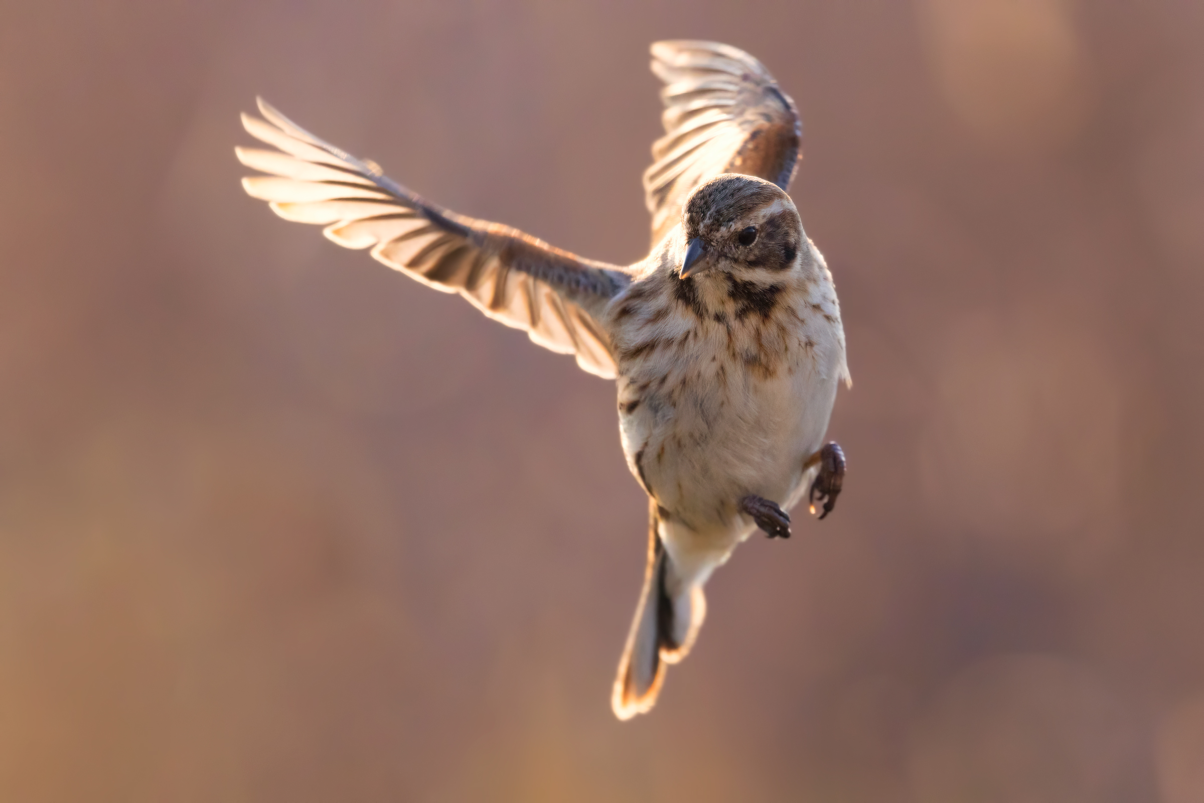 Migliarino of Palude