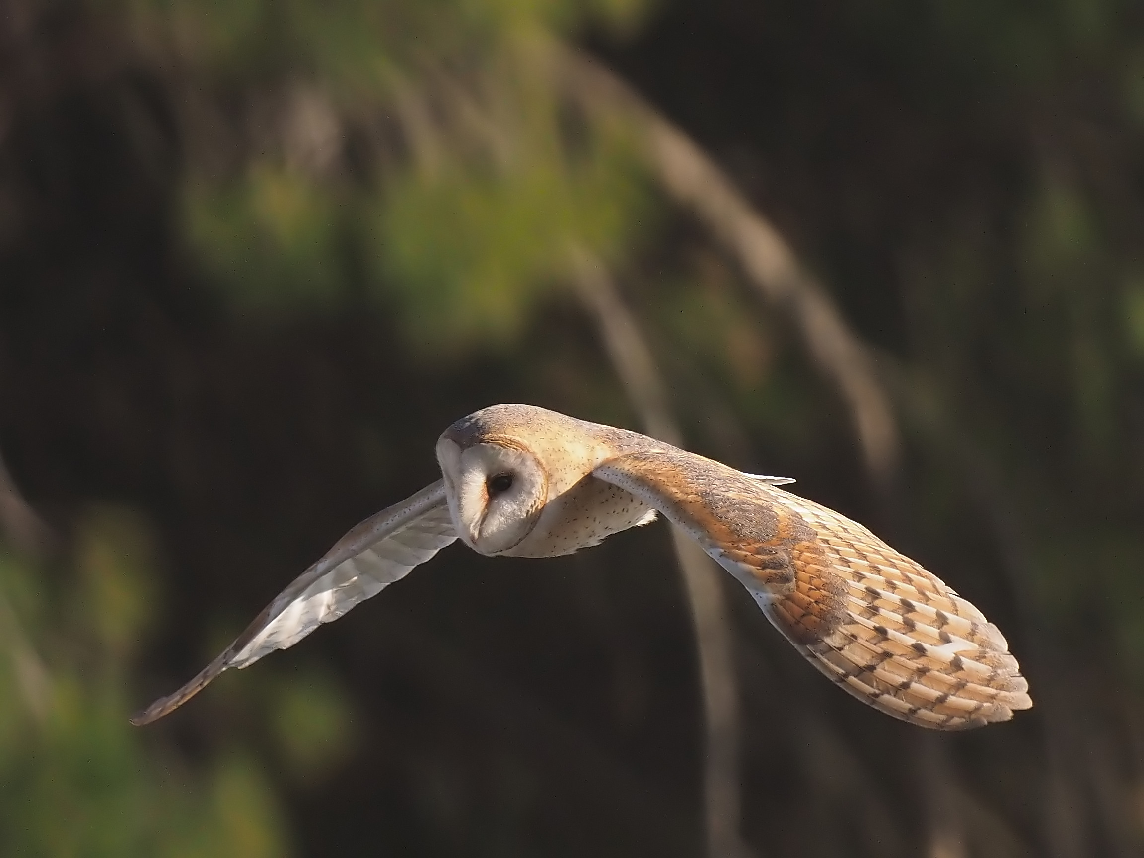 Barn owl