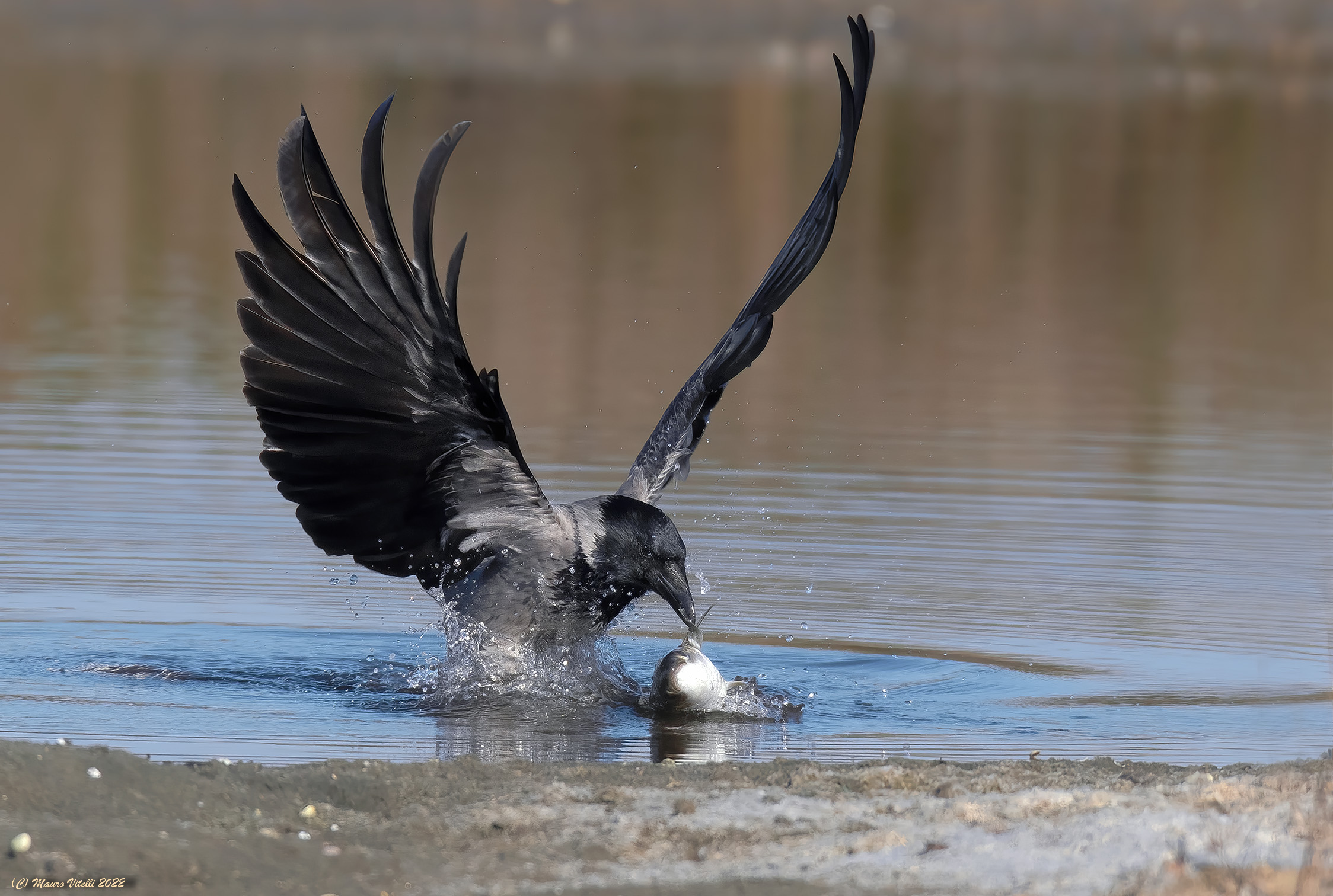 Grey Crow (Corvus cornix)