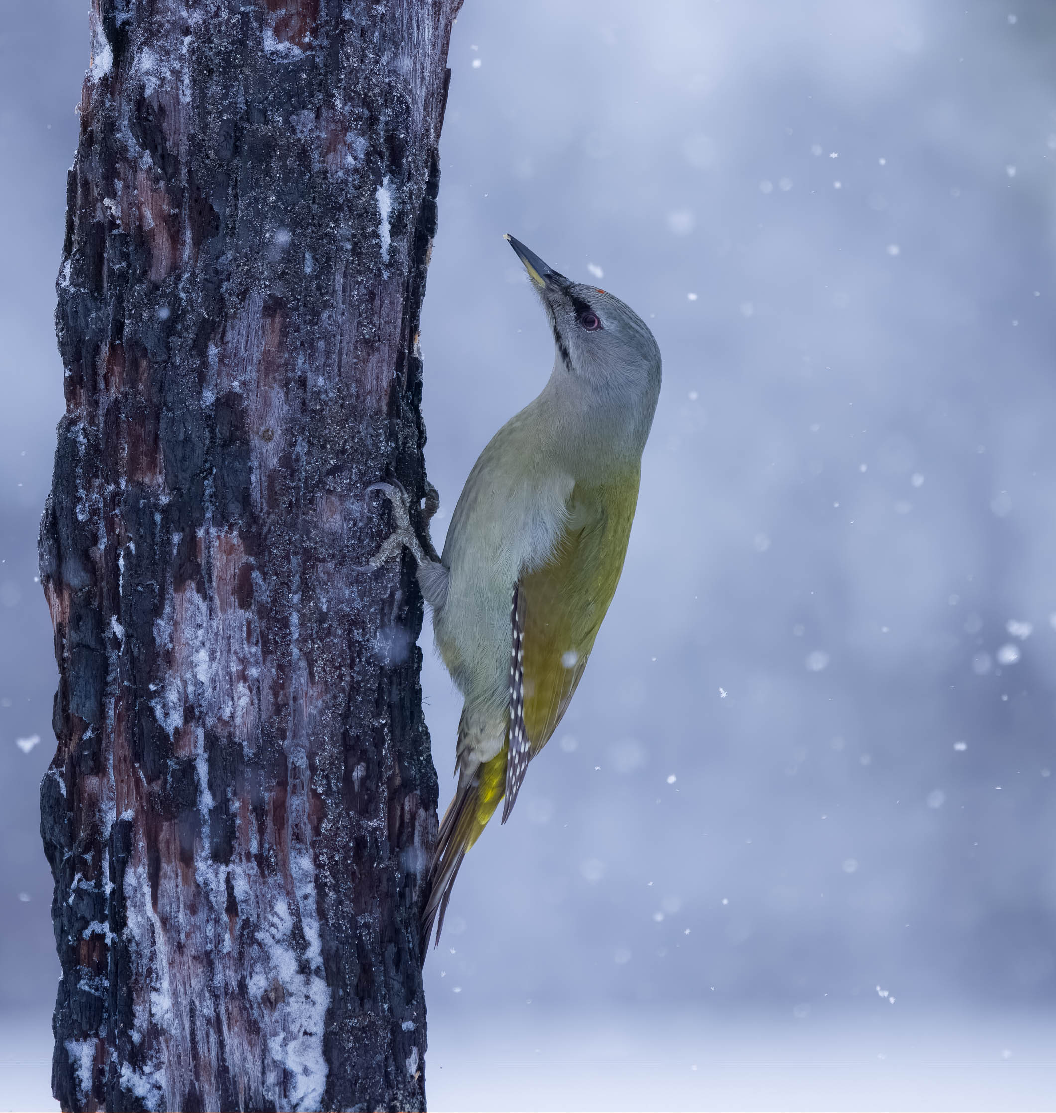 Tap under the snow (Grey Woodpecker)