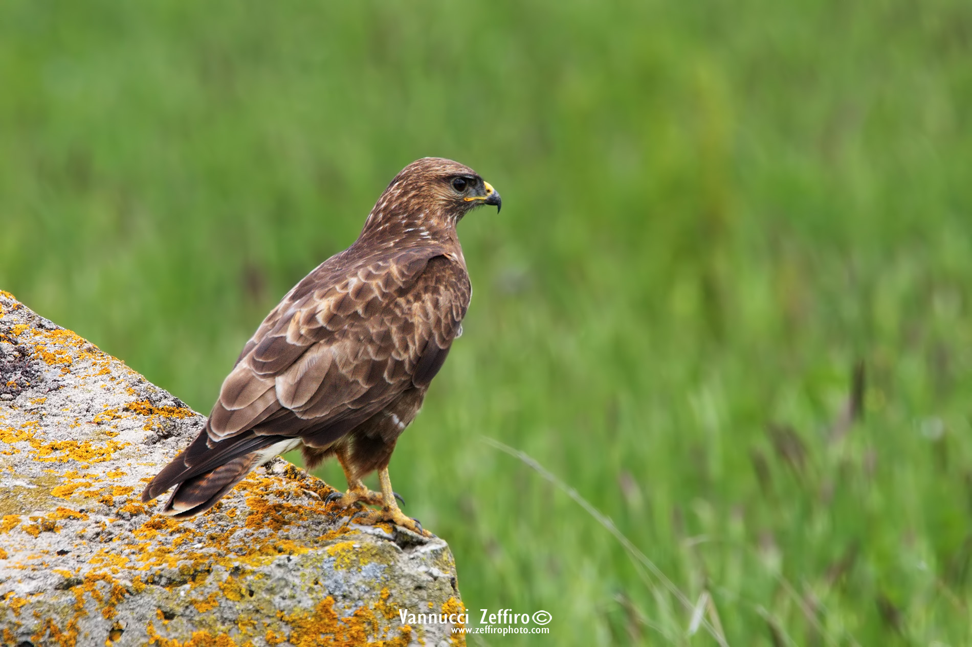 Buzzard