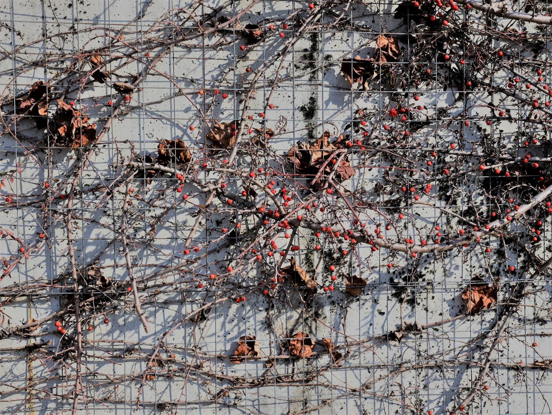 behind the net, behind the net