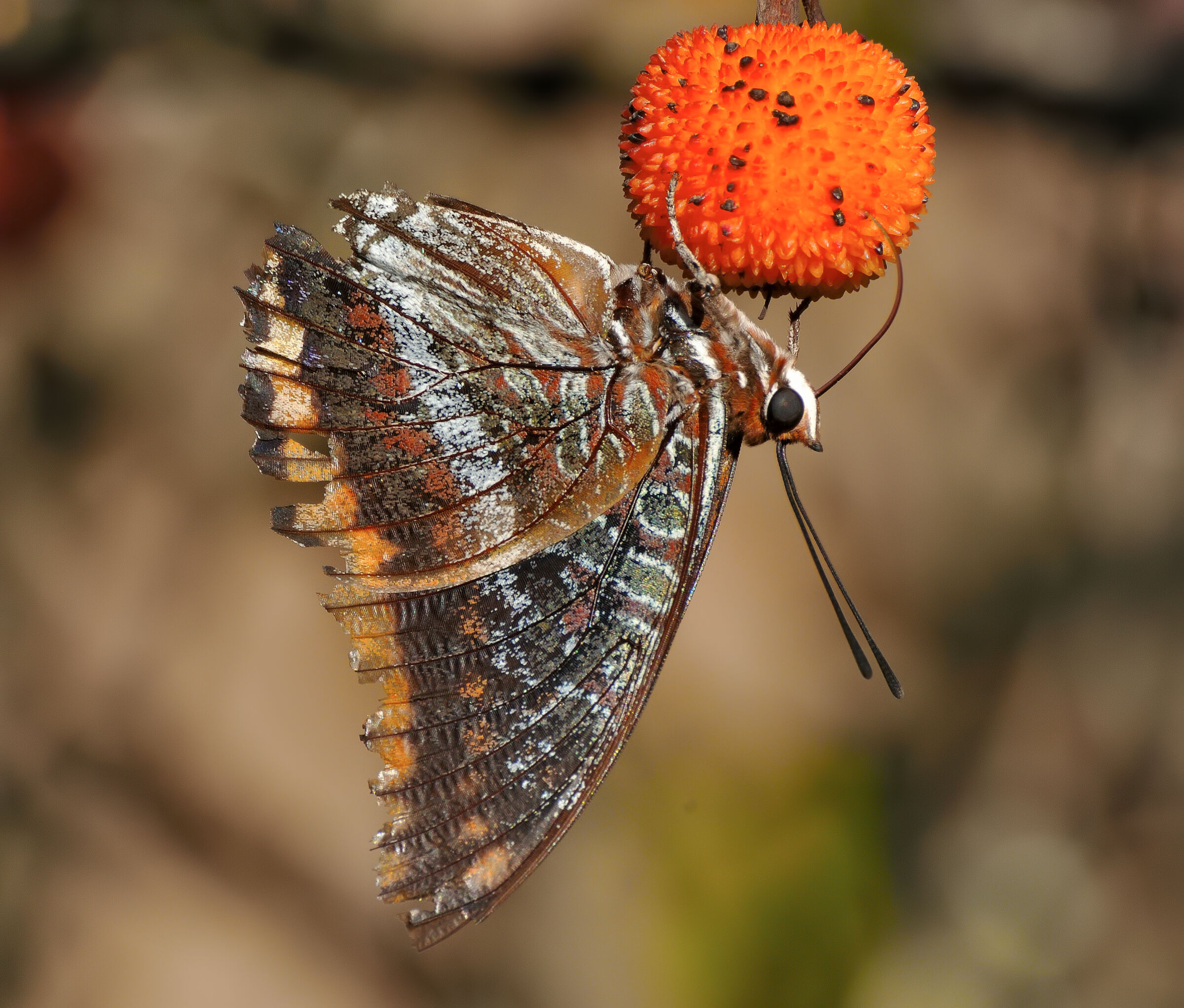 The butterfly, or nymph, of the strawberry tree (Charaxes ja...