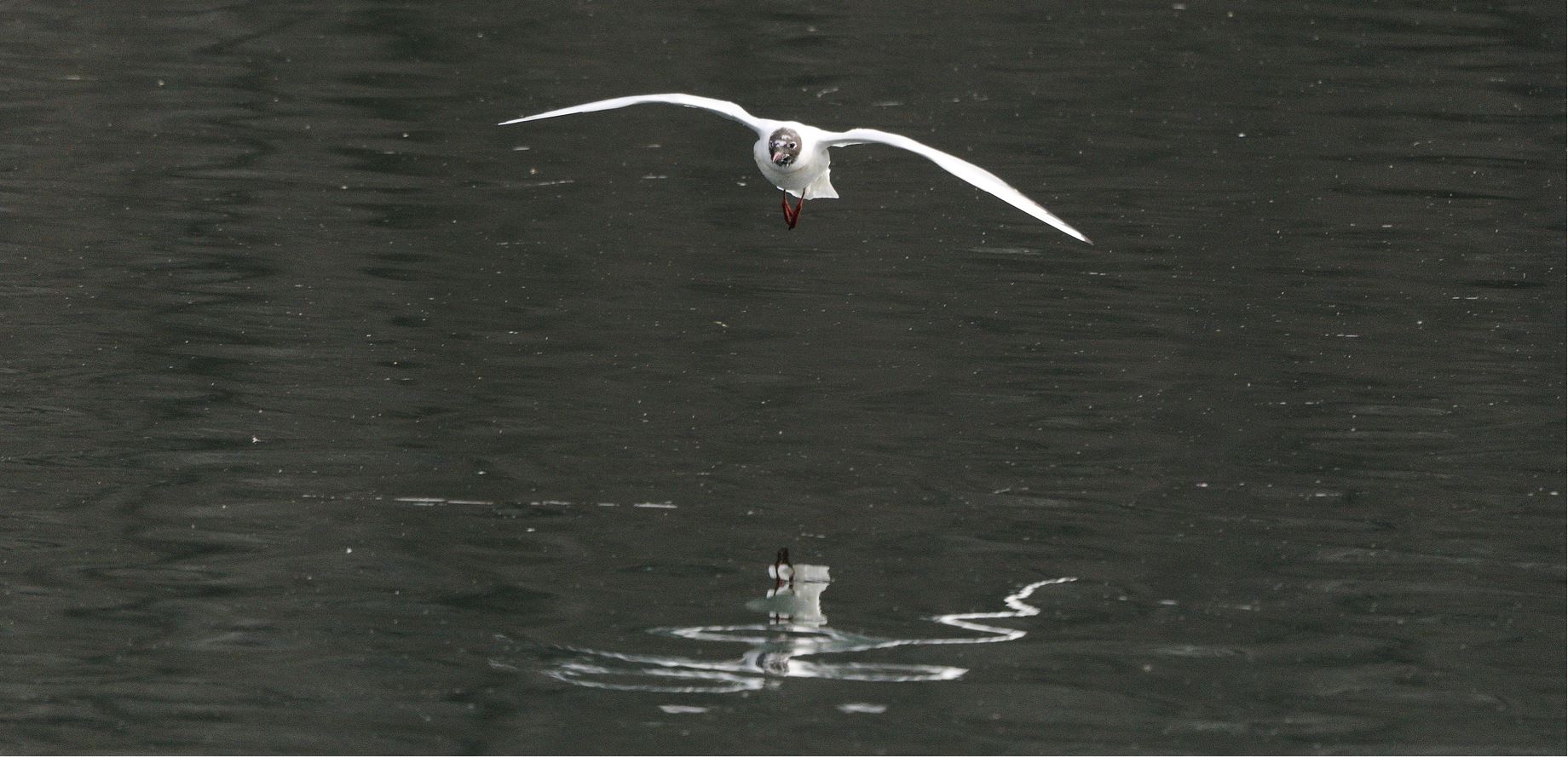 terrestrial gull 05-03-2022