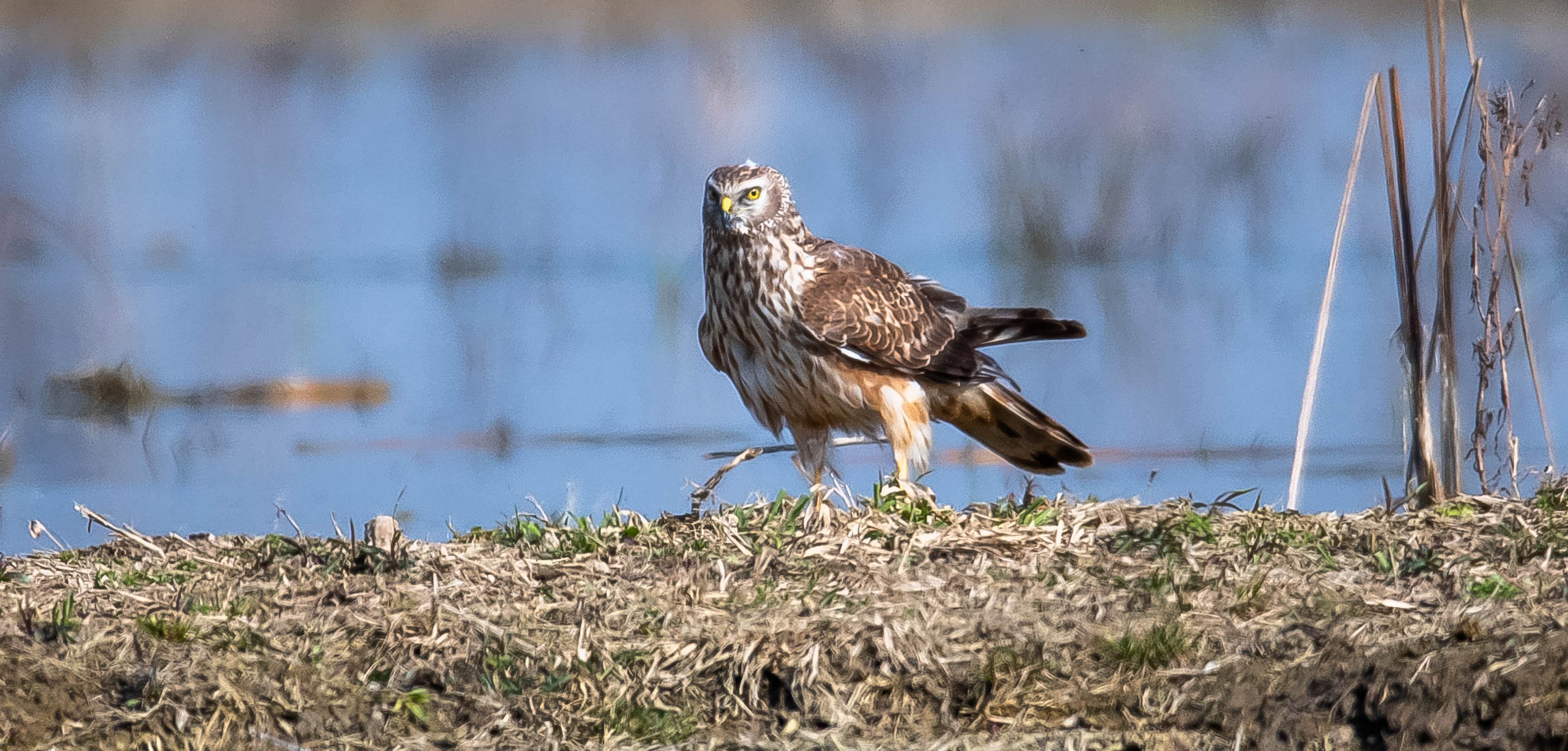 Female harrier