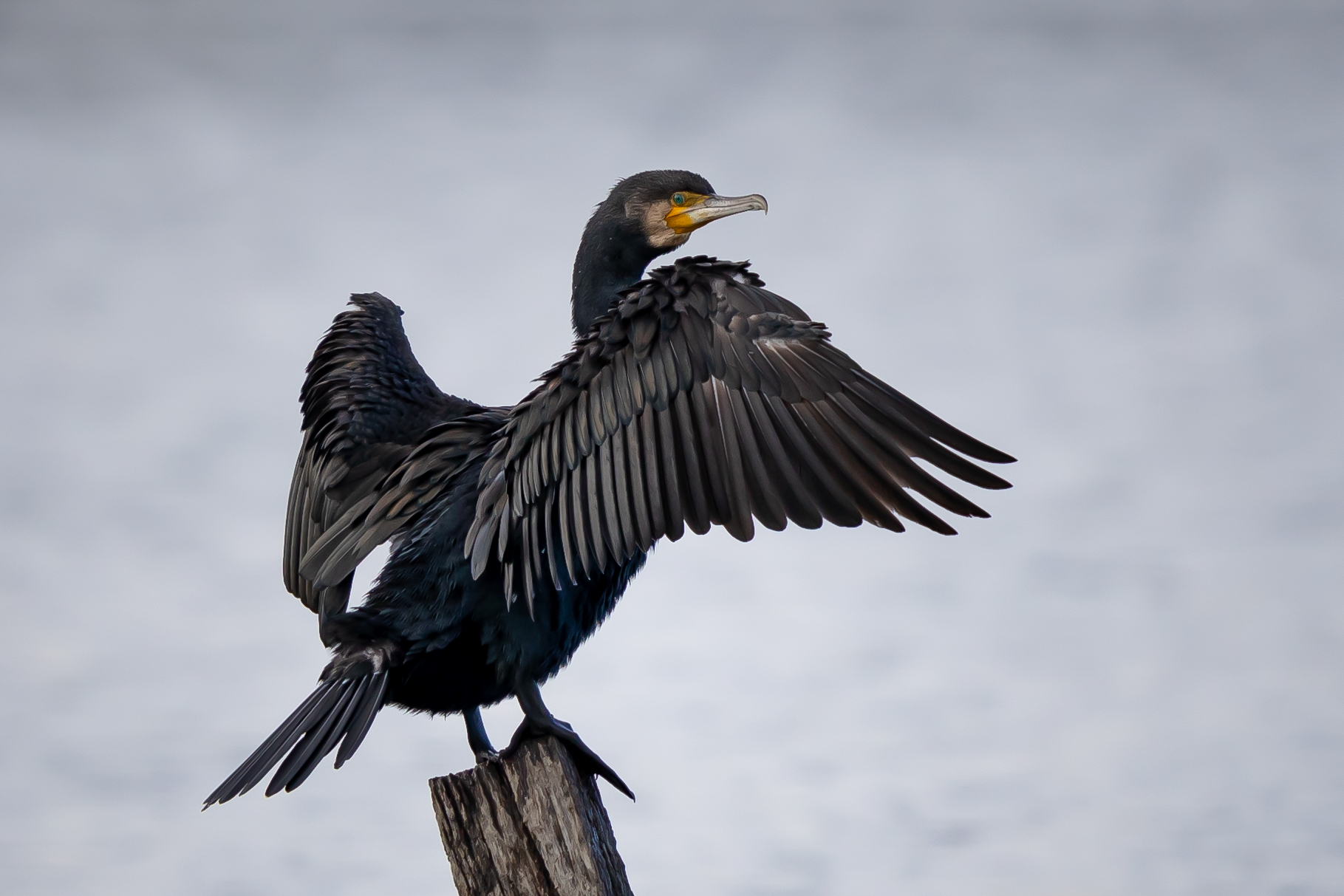 Cormorano