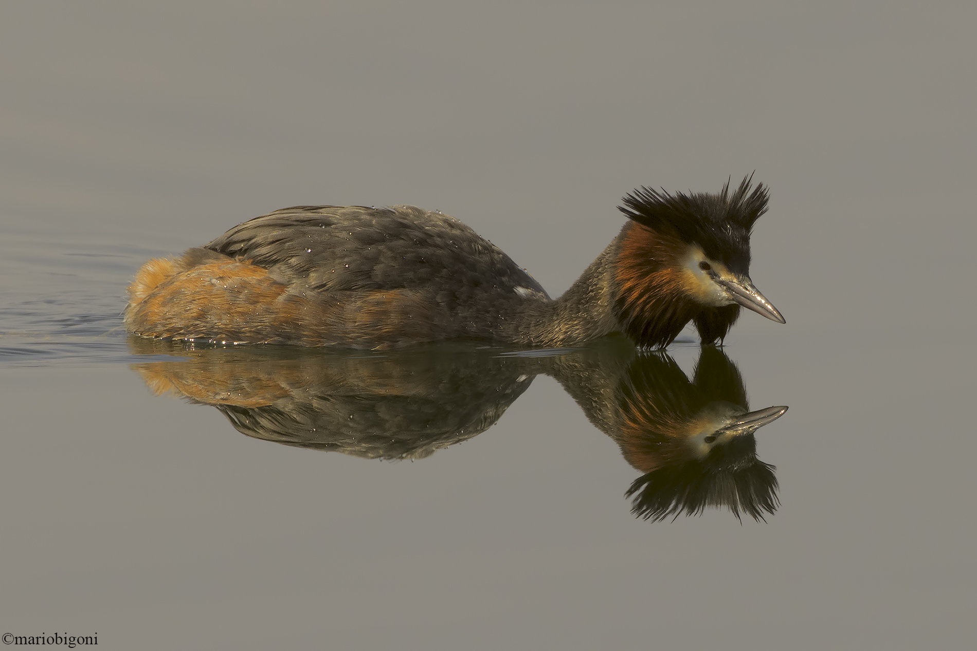 Great crested grebe