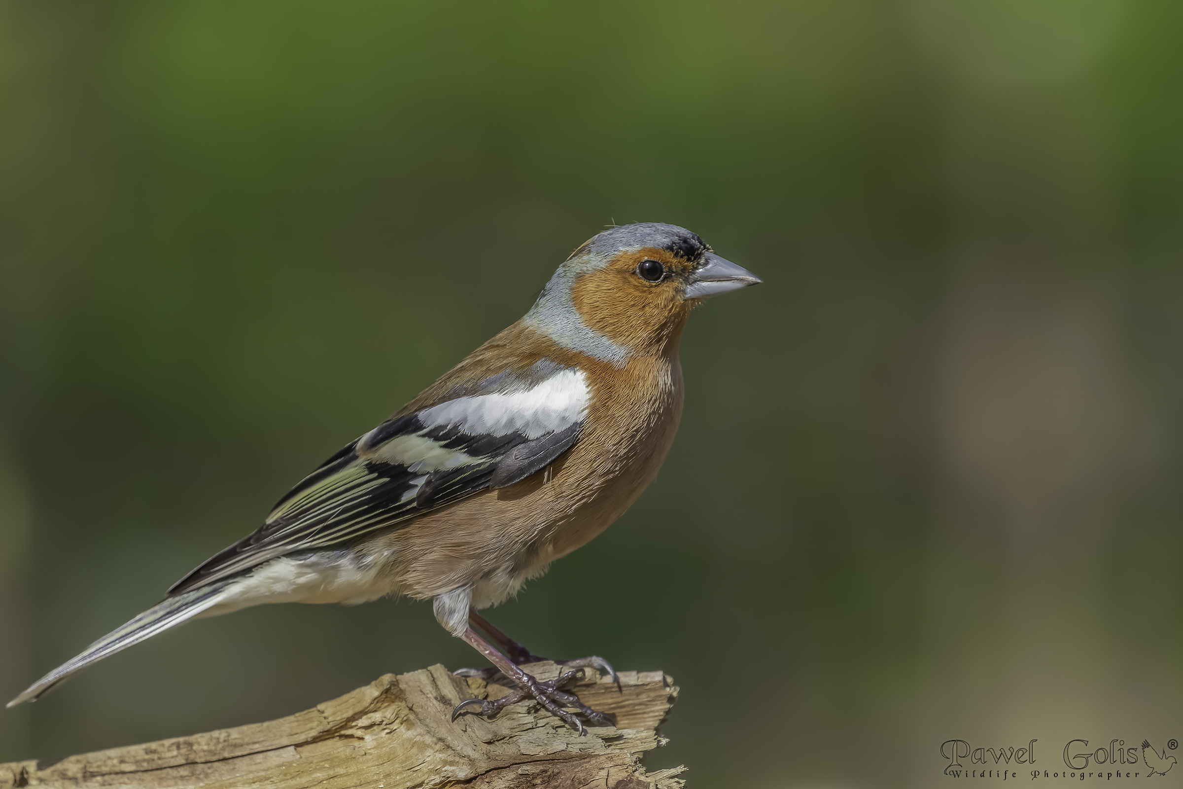 Fringuello comune (Fringilla coelebs)