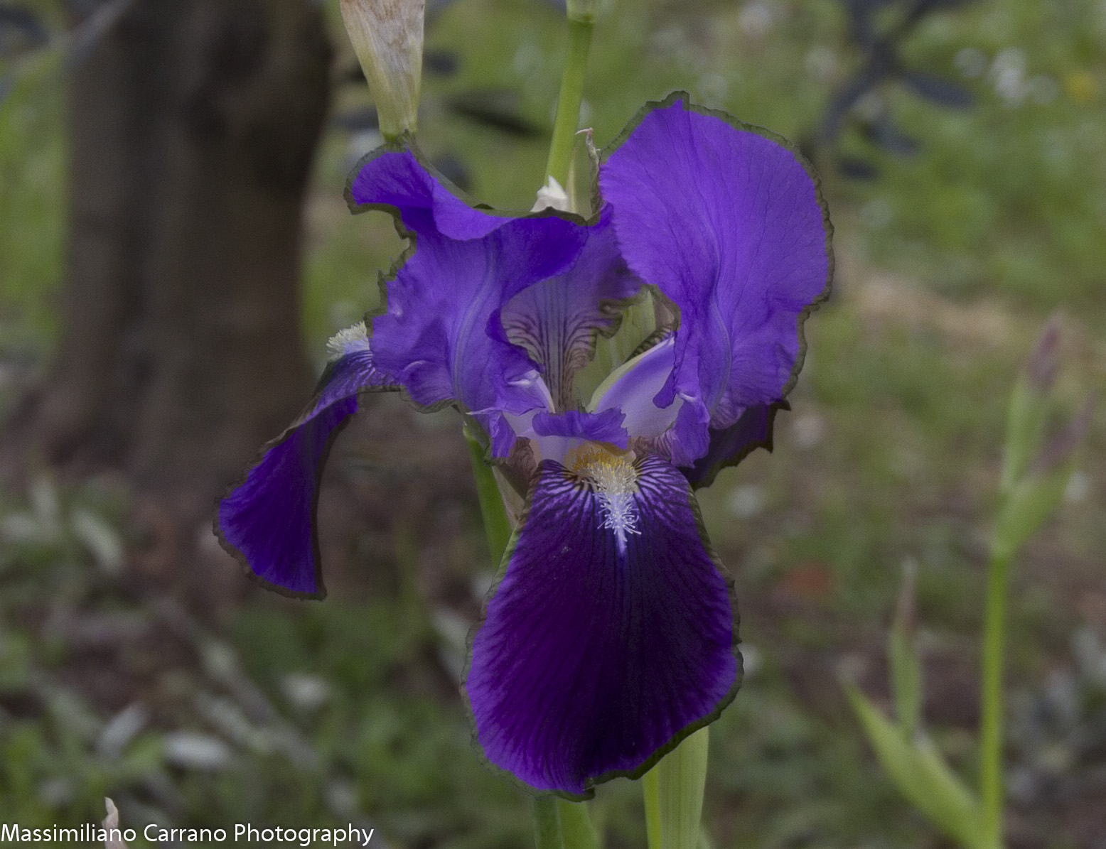 Iris al grandangolo...