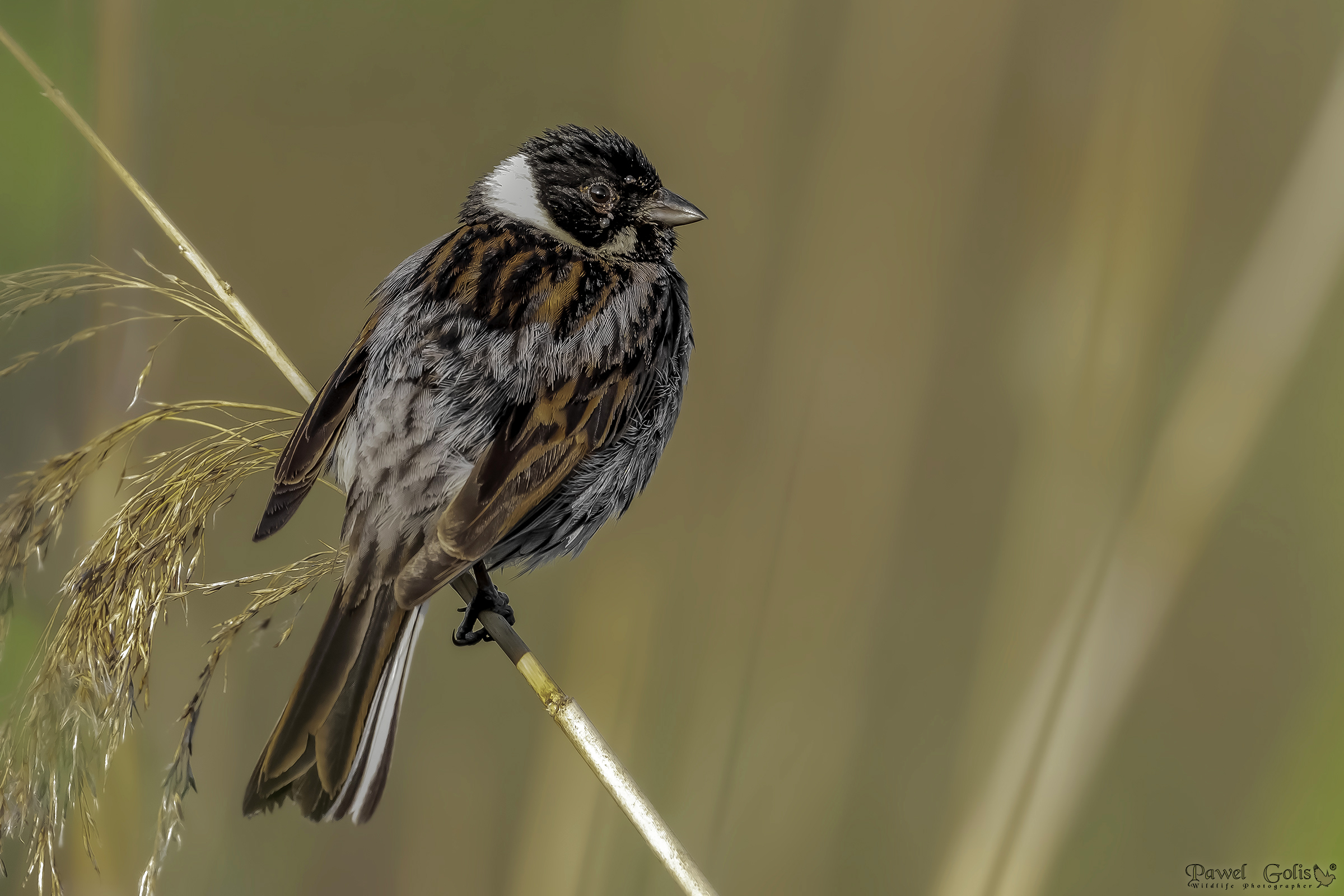 Common reed bunting (Emberiza schoeniclus)