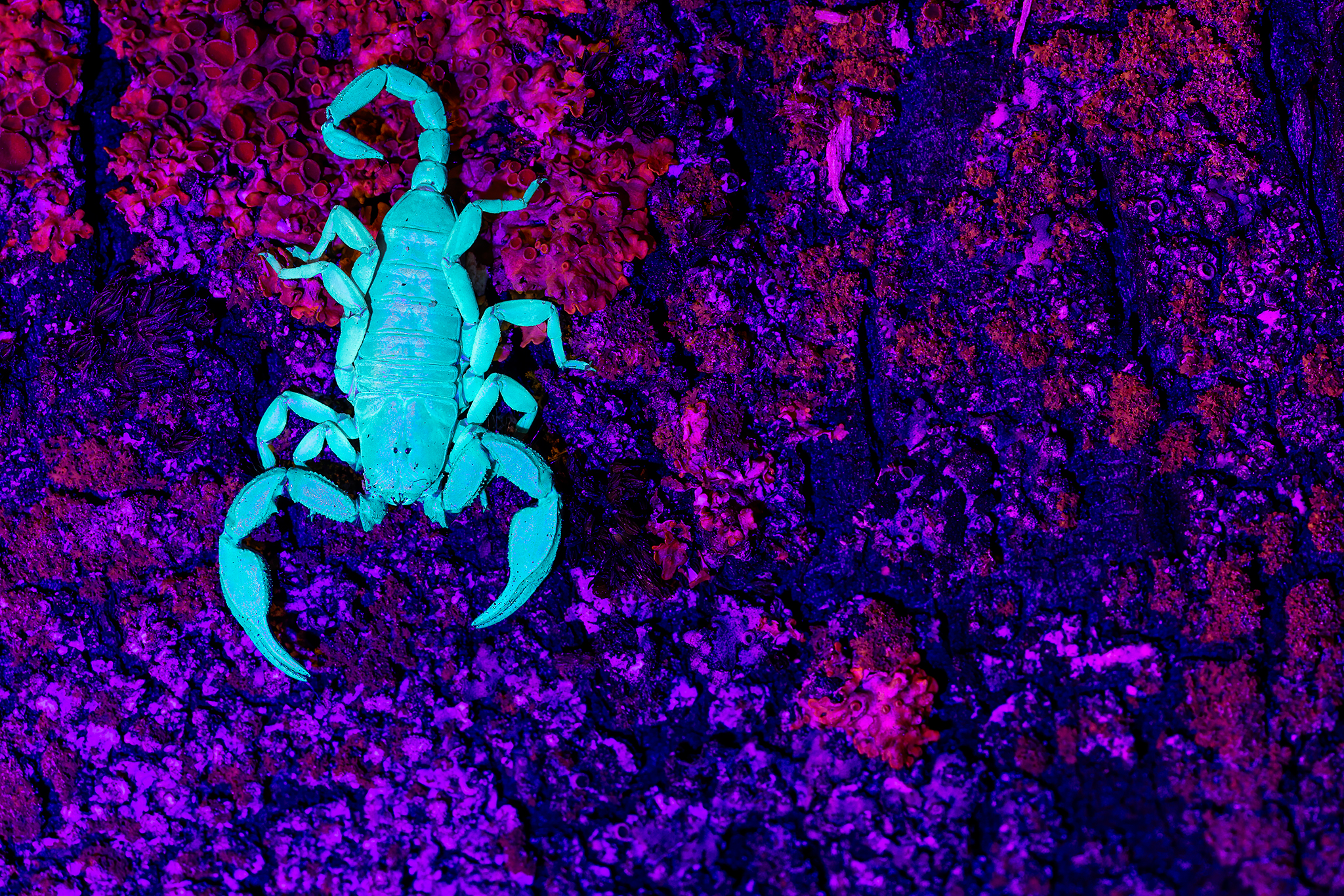 scorpione e lampada UV